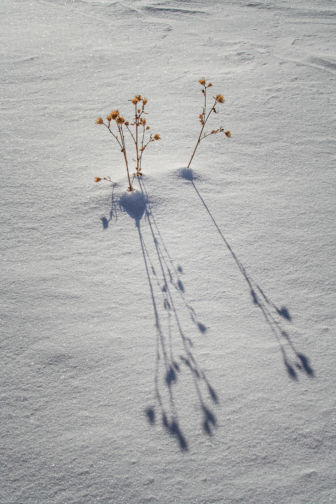 Shadows from thistles fall on sparkling snow in Bryce Canyon. Bryce Canyon National Park, UT
