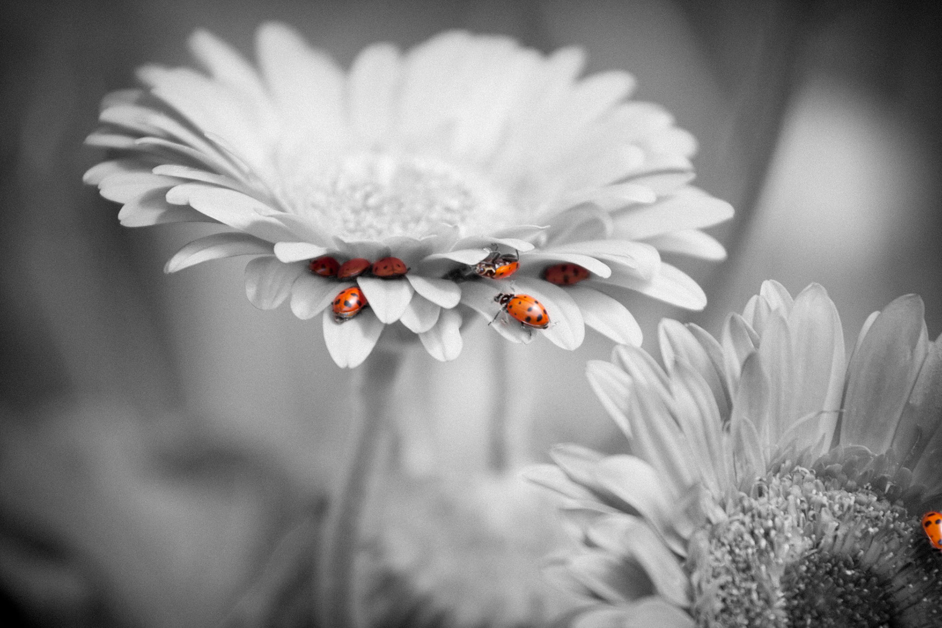Ladybugs on Gerber Daisies