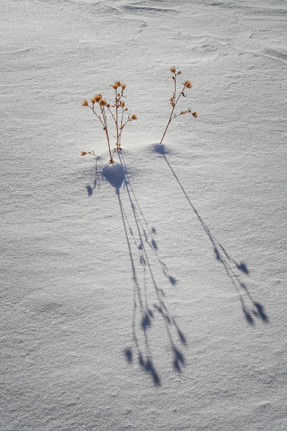 Shadows in Snow