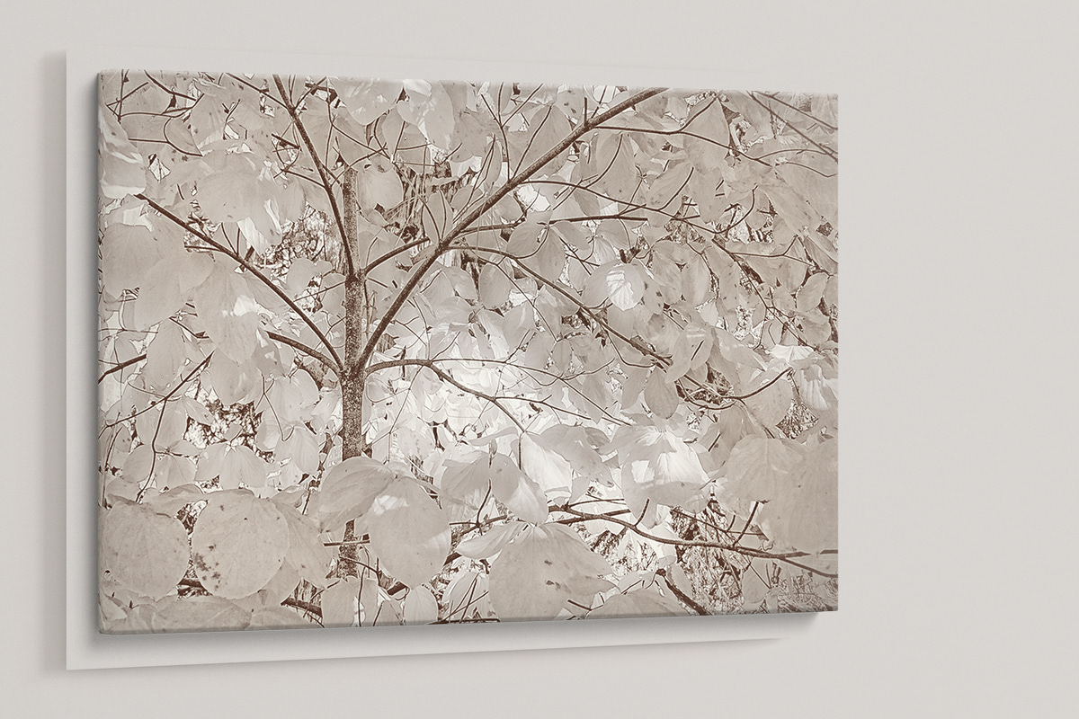 Canvas Print of "Dogwood Leaves in Fall" by Ann Whitted