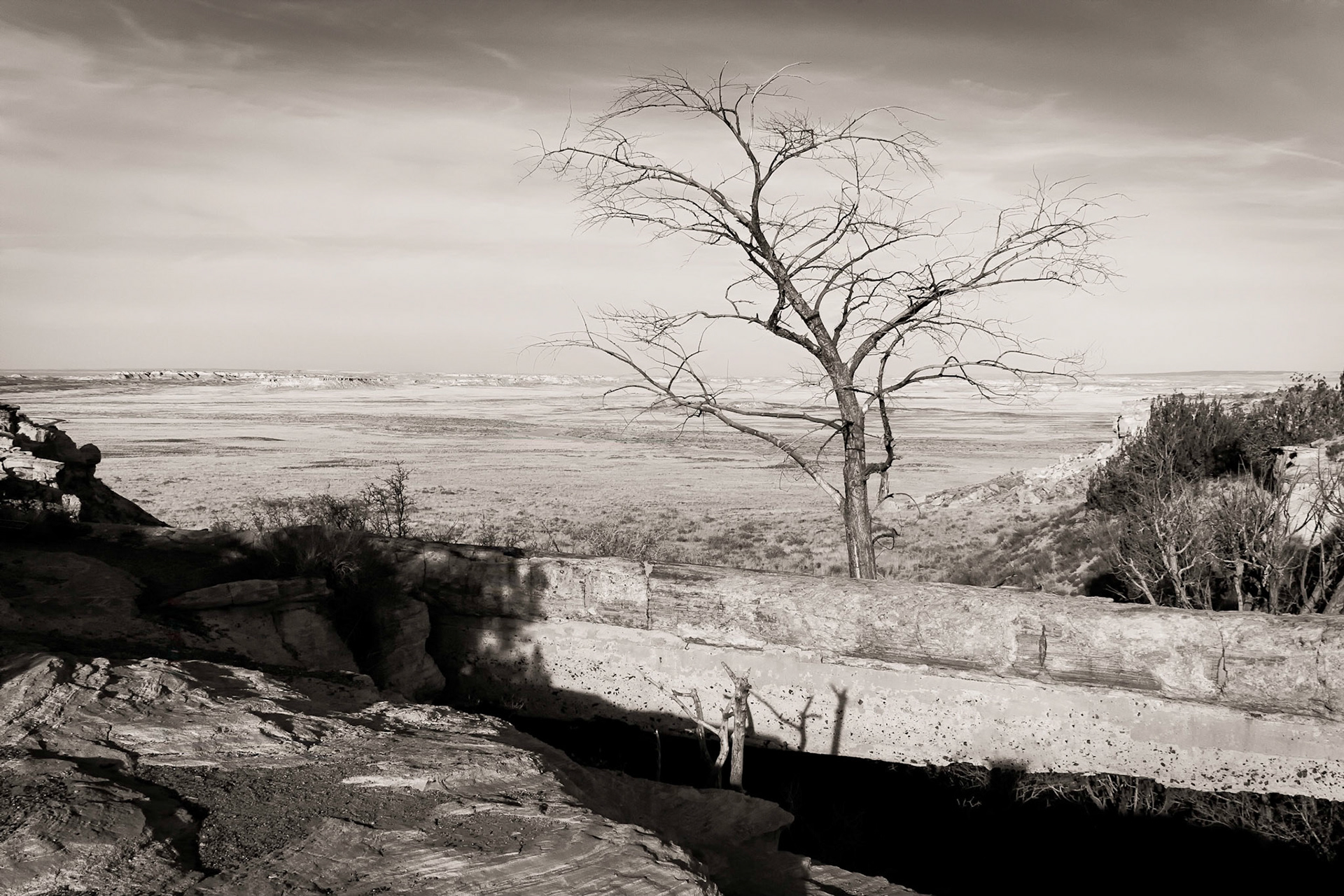 Black &amp; White photograph of a barren tree on the edge of a ravine in the desert.  Painted Desert &amp; Petrified Forest National Parks, AZ.