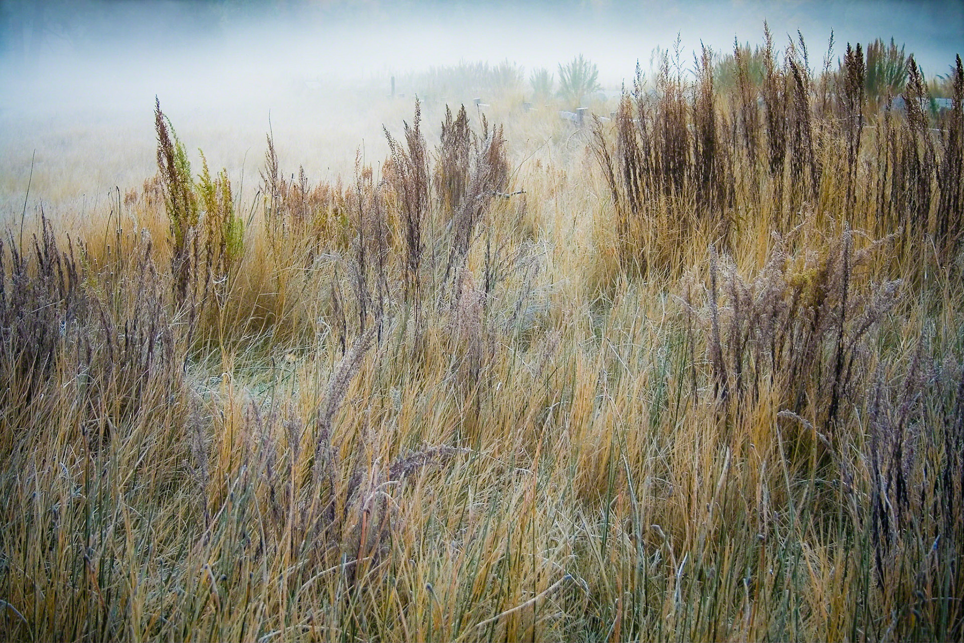Lovely meadow with grasses turning colors for fall as the Yosemite Valley wakes to a misty morning.  Yosemite National Park, CA.