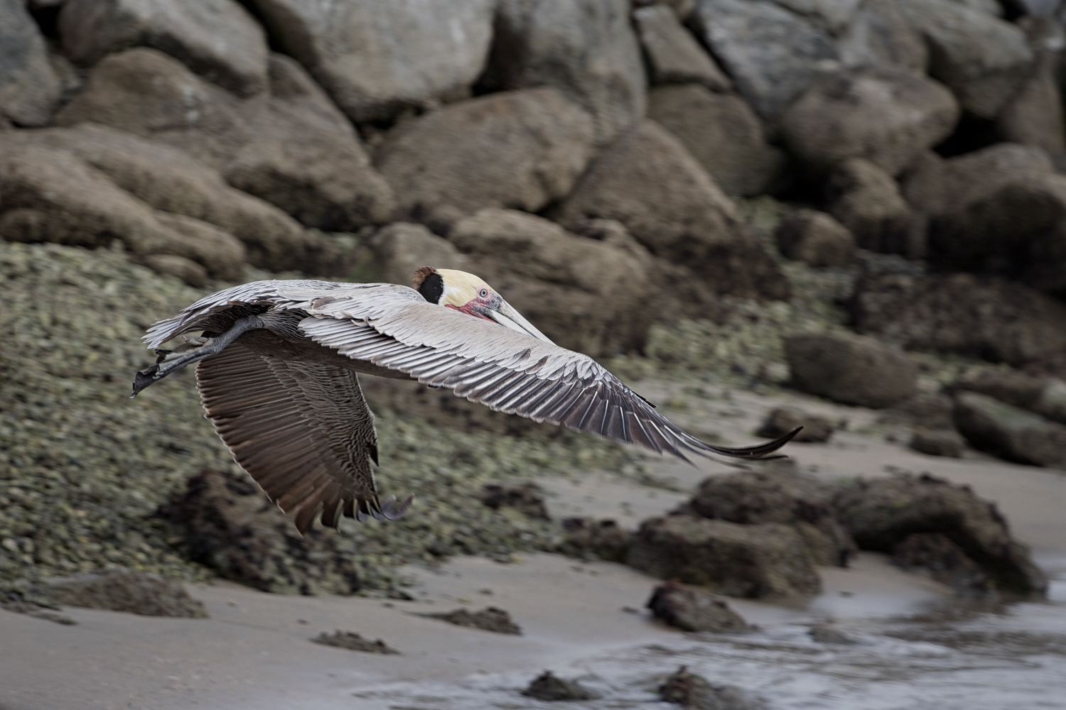 Lone Brown Pelican over Seashore..A single Brown Pelican flying over the Pacific seashore...Moss Landing, CA
