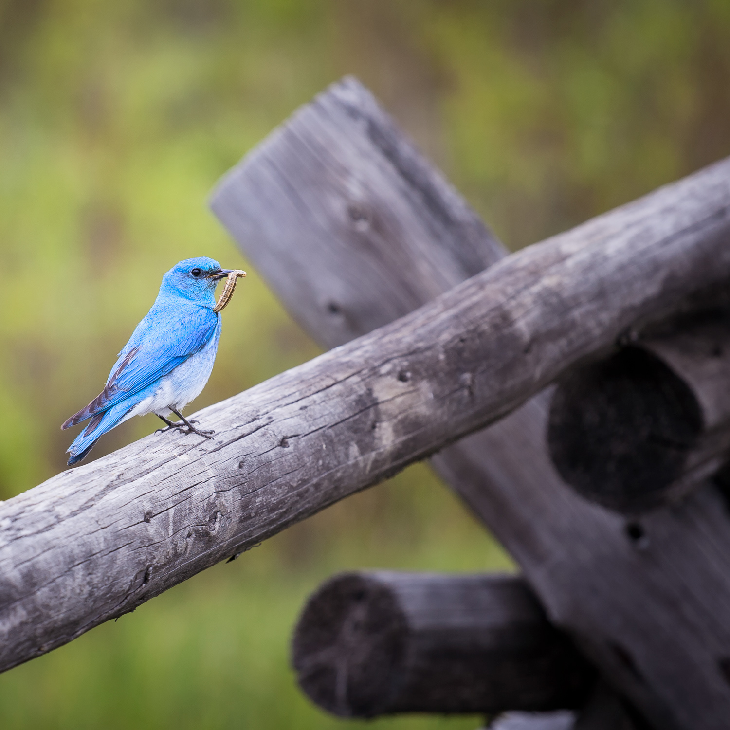 Dinner - Male Mountain Blue Bird...Yellowstone National Park, WY
