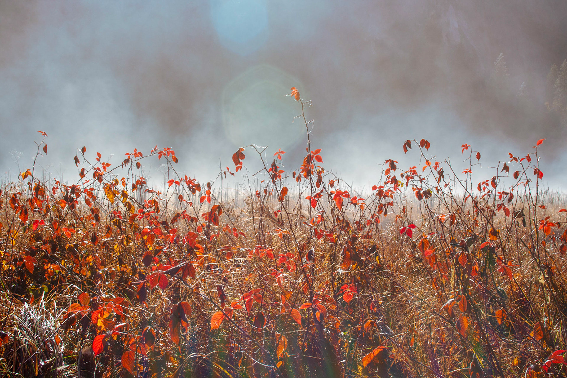 Yosemite showing her fall colors in morning fog and mist.