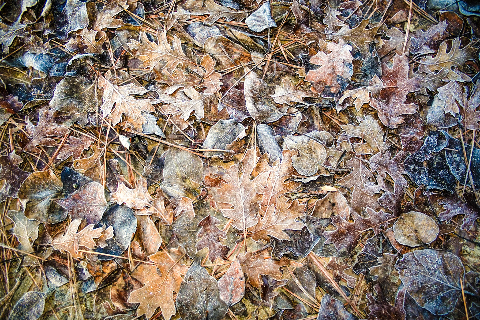 Fall leaves fallen on the ground with a new coating of frost and ice.  Yosemite National Park, CA.