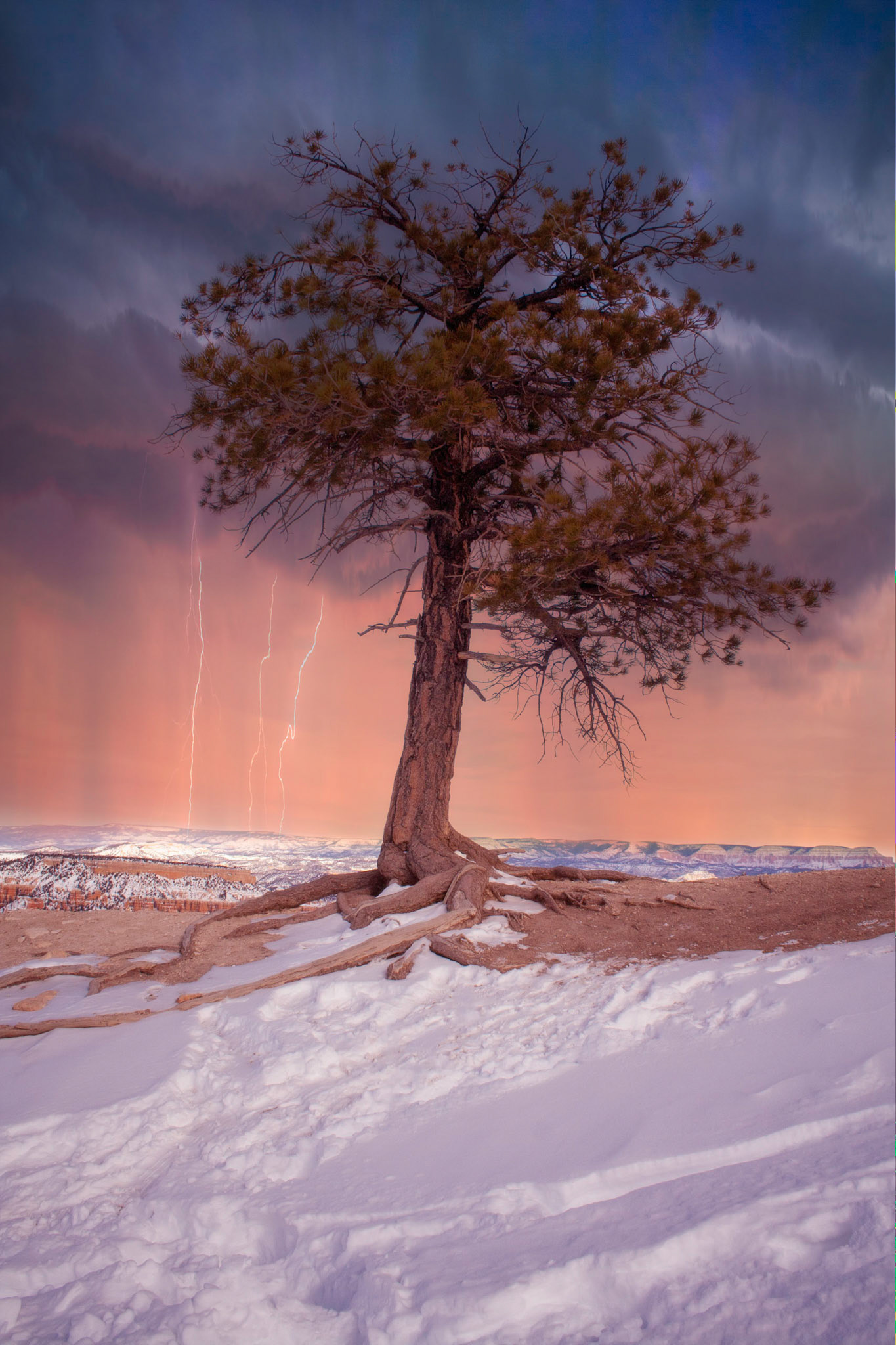 Bristlecone Pine in snow with lightning storm in the distance.