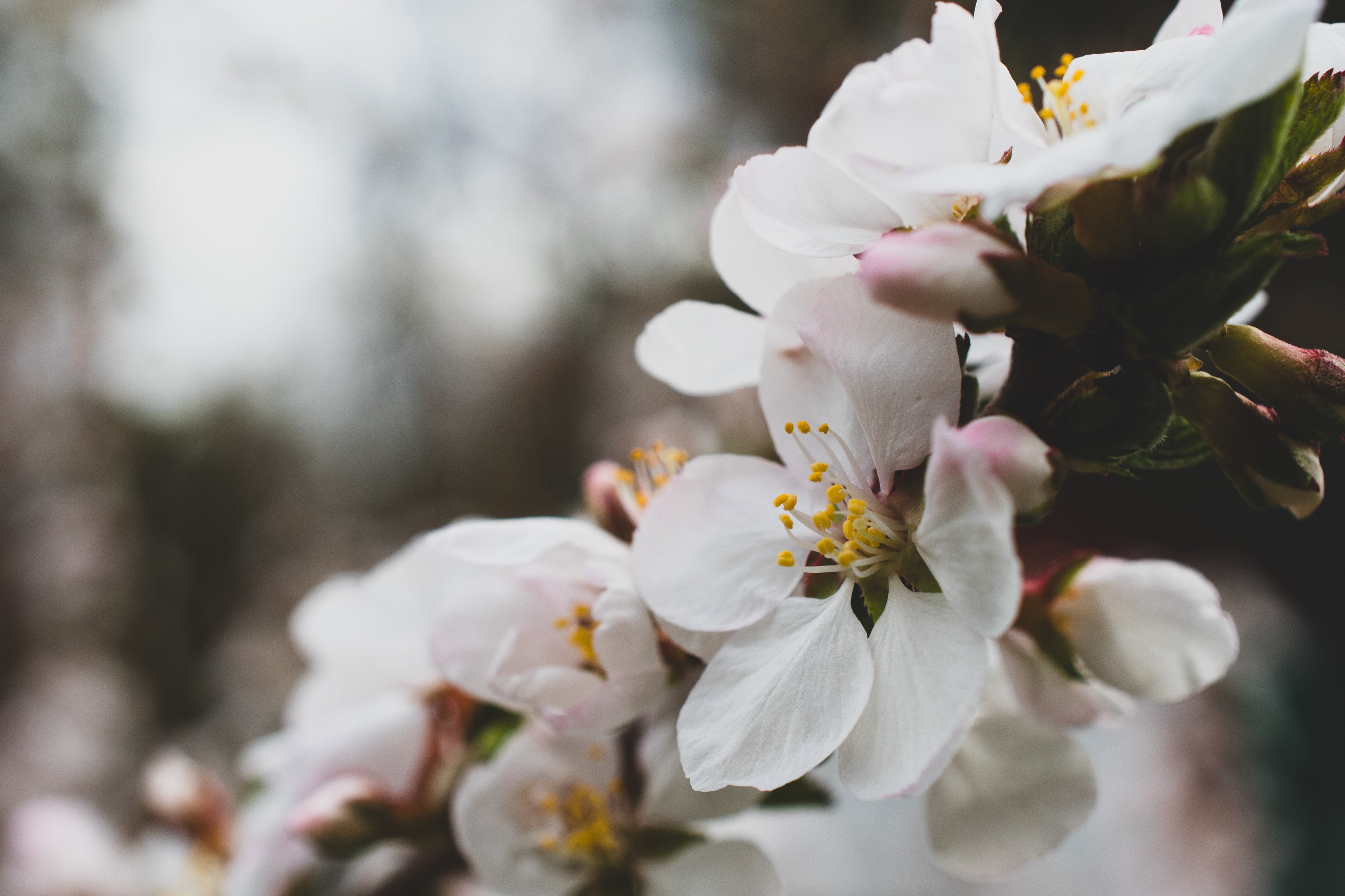 Tender Petals