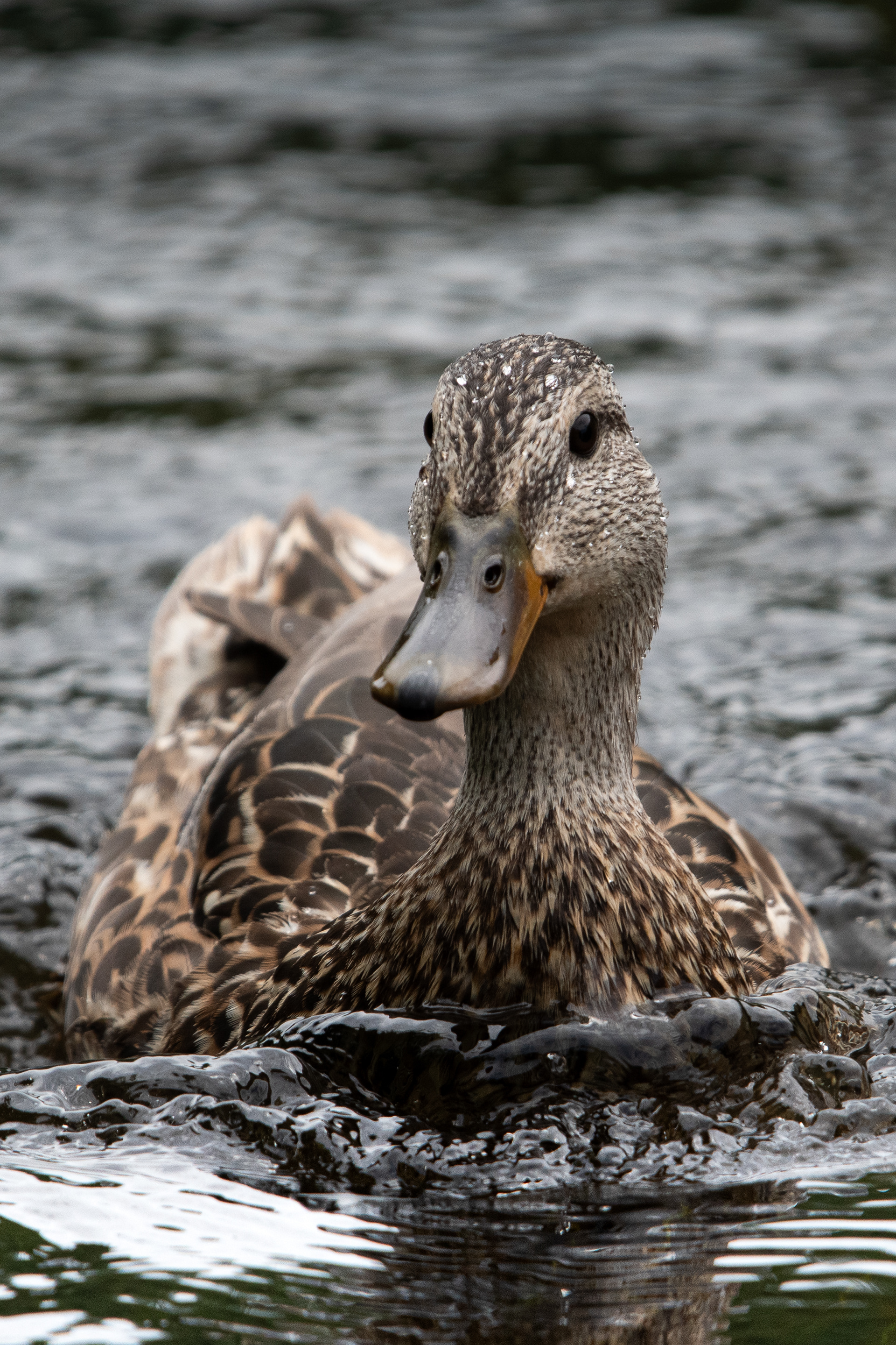 Eyes on the Water