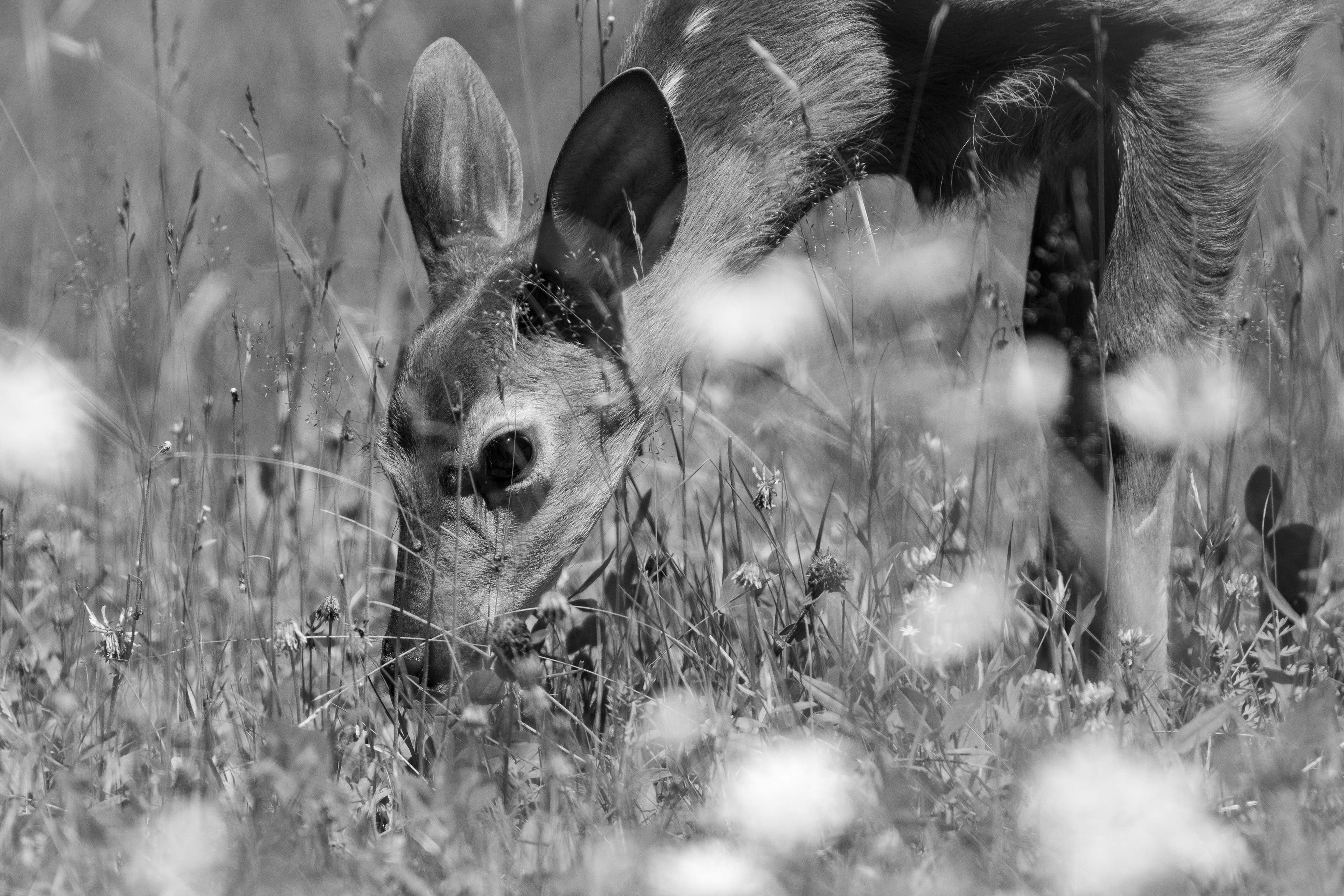 Gentle Nourishment