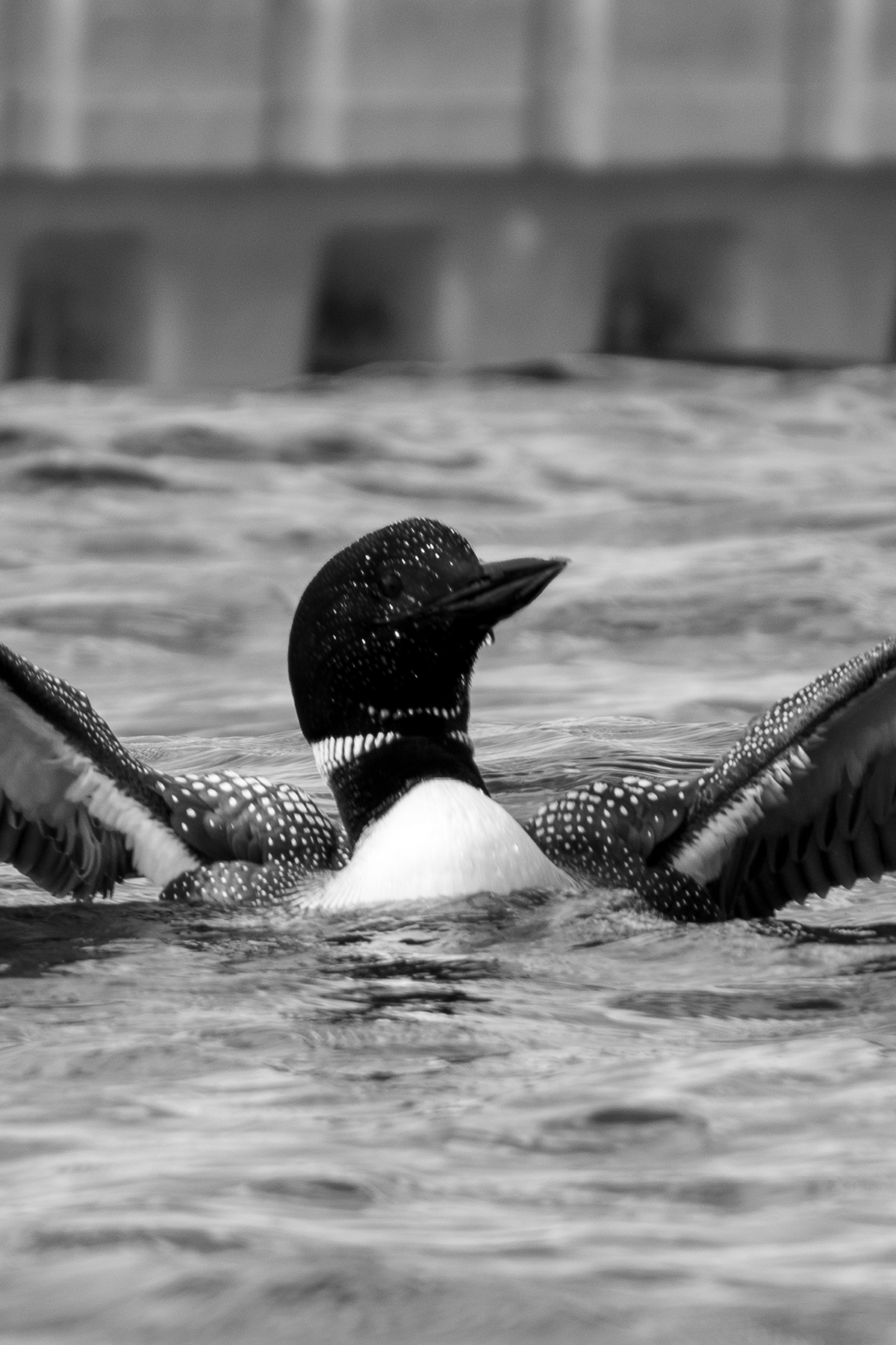 Loon