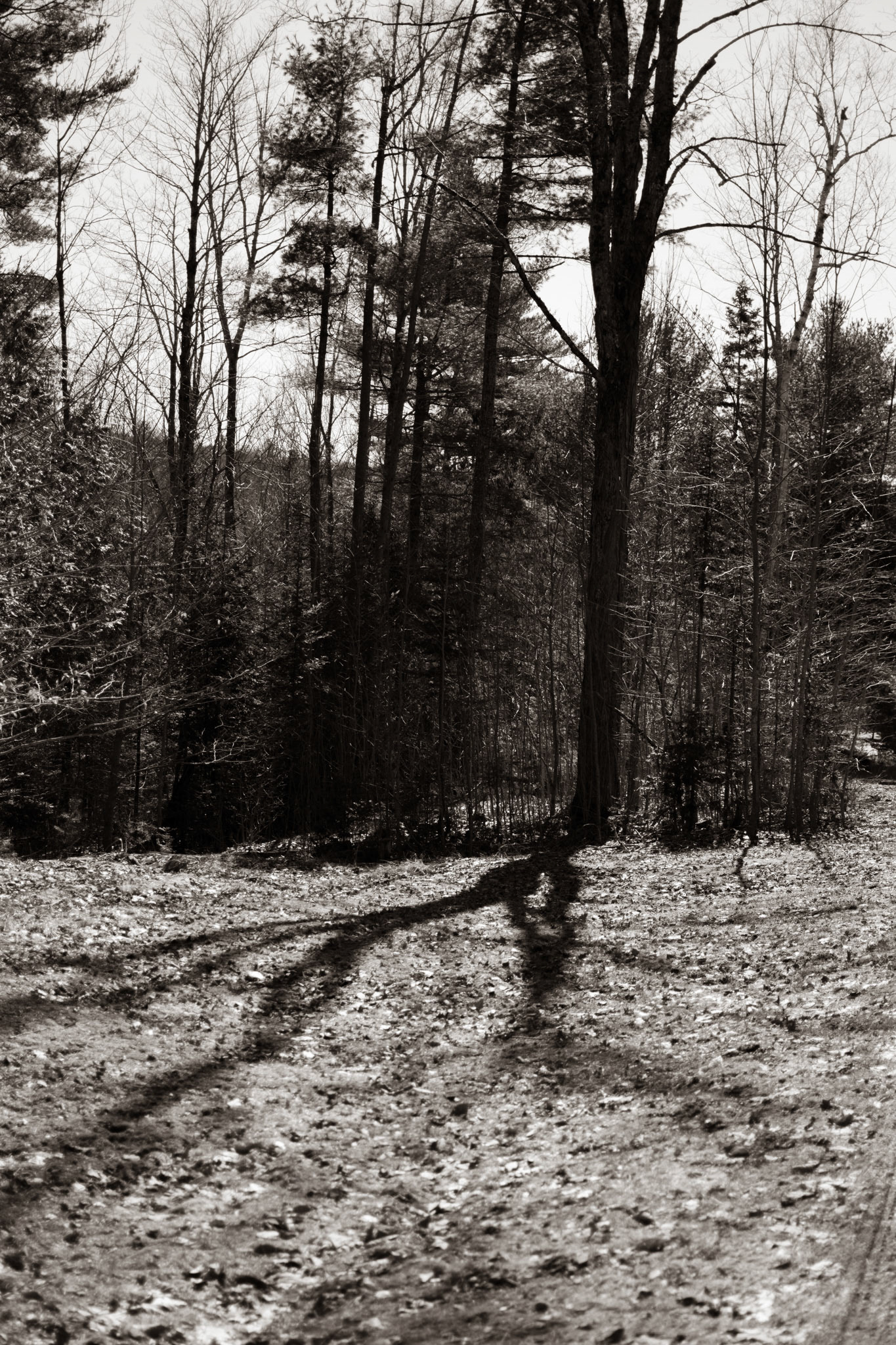 Nature's Quirk