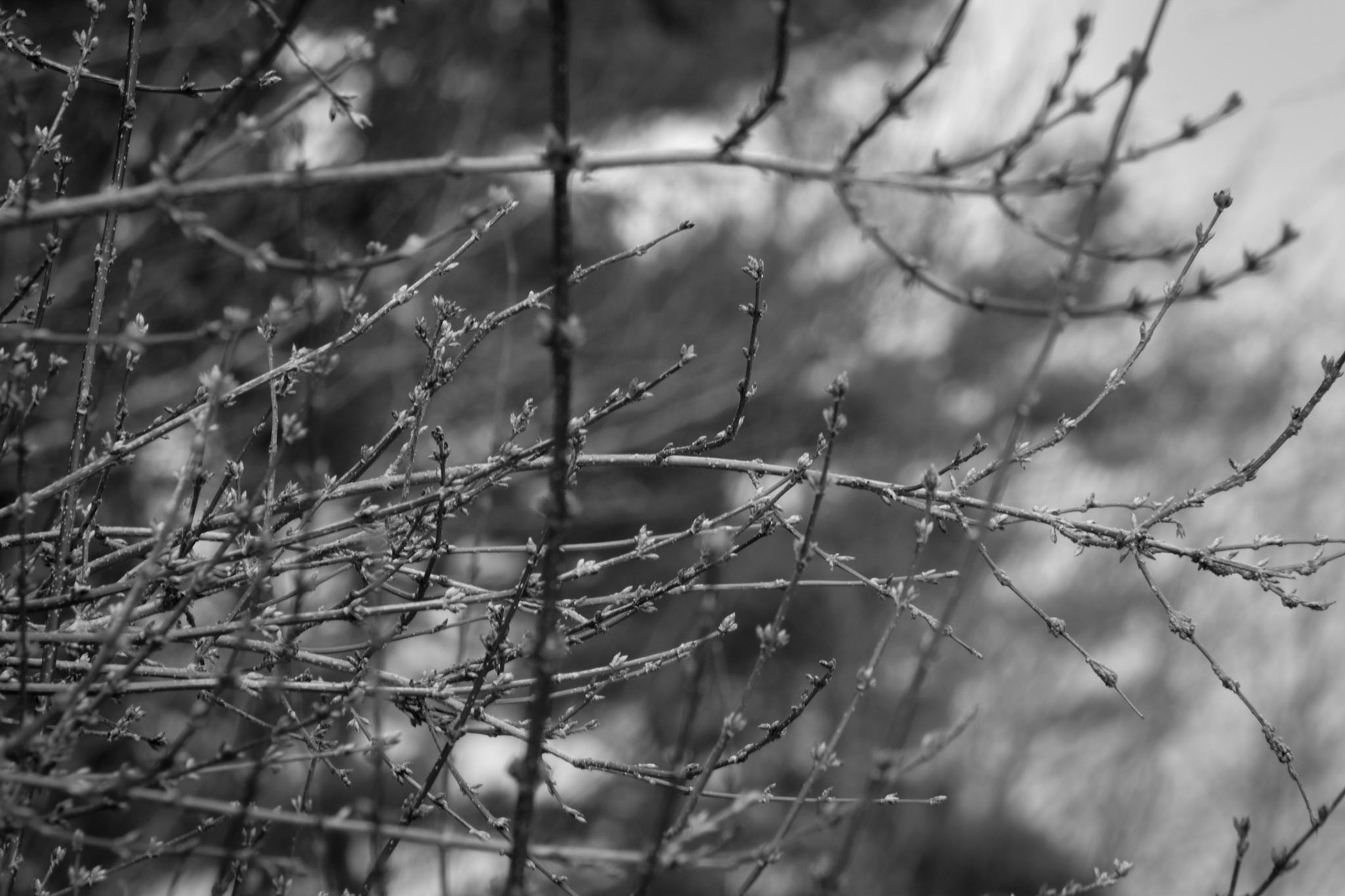 Vacant Branches