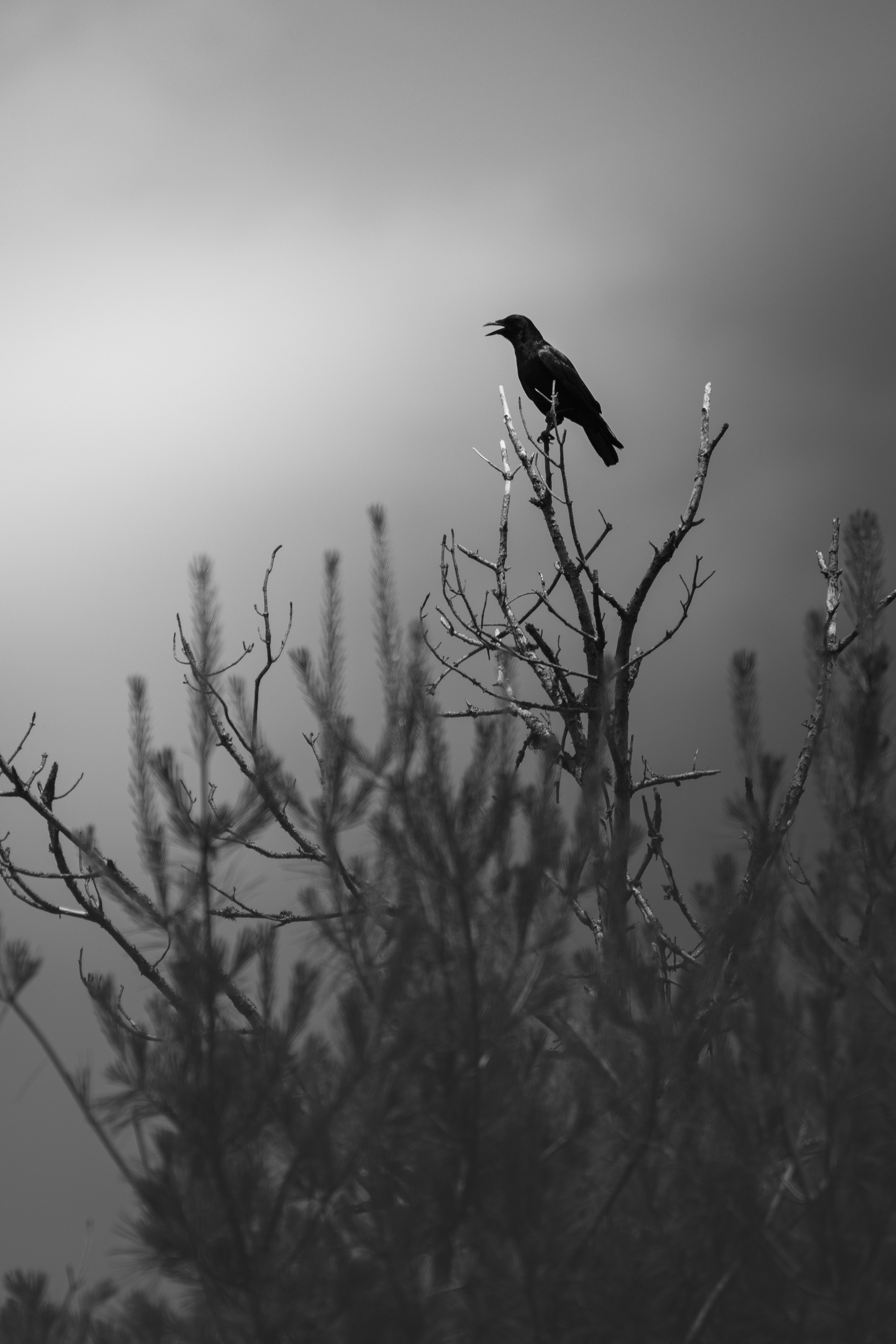 Guardian of the Pines