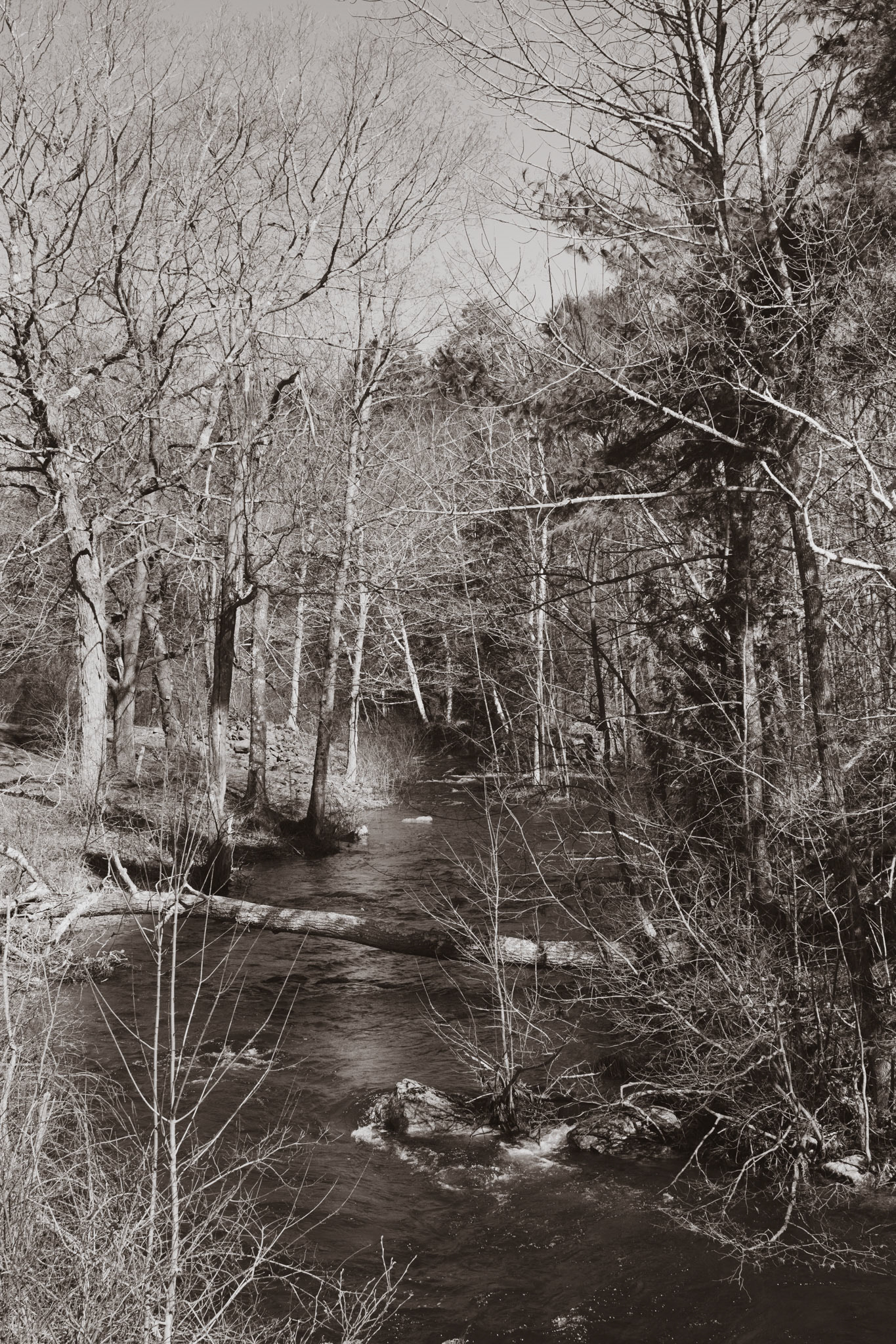 Stream from the Shadows