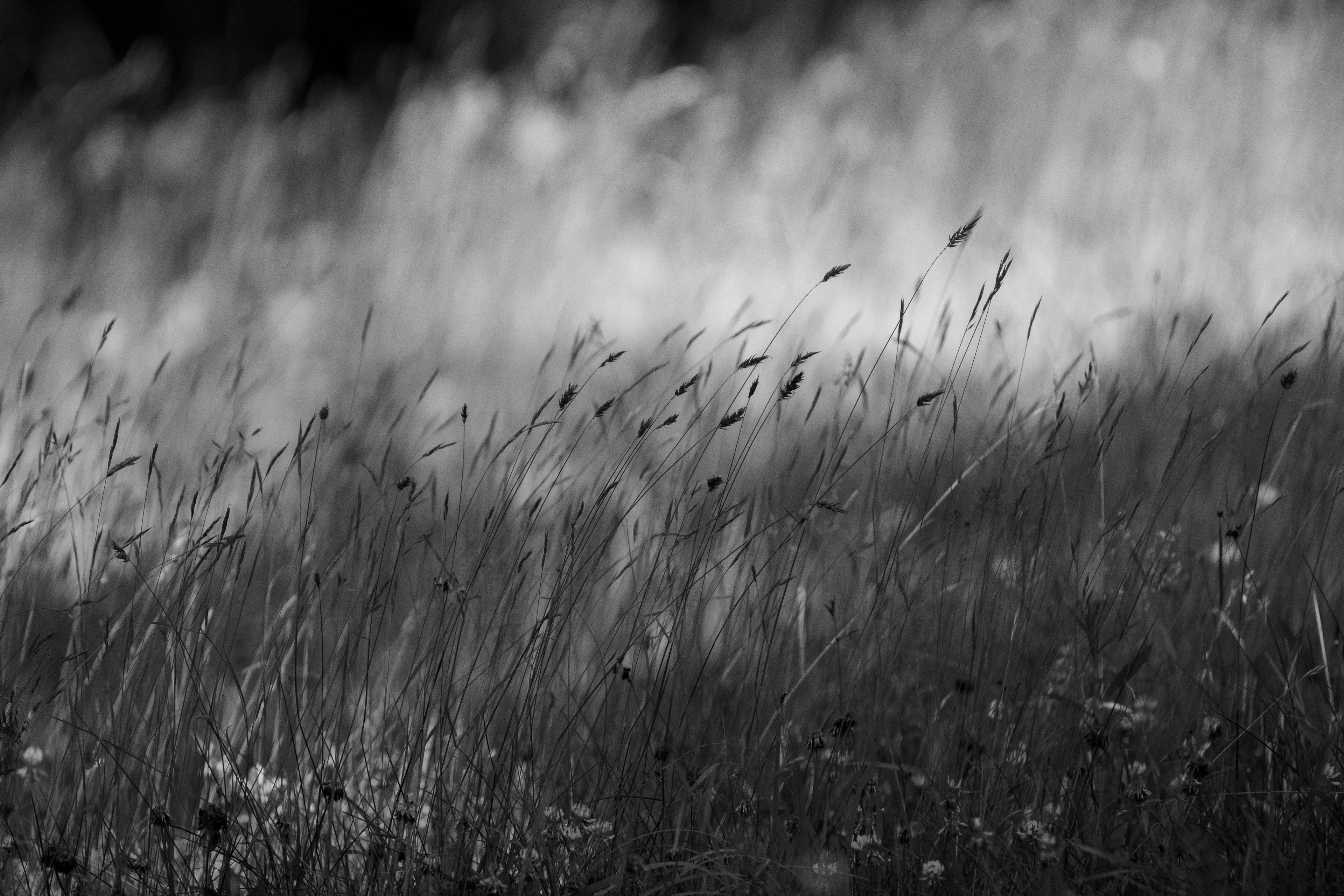 Whispers in the Wind