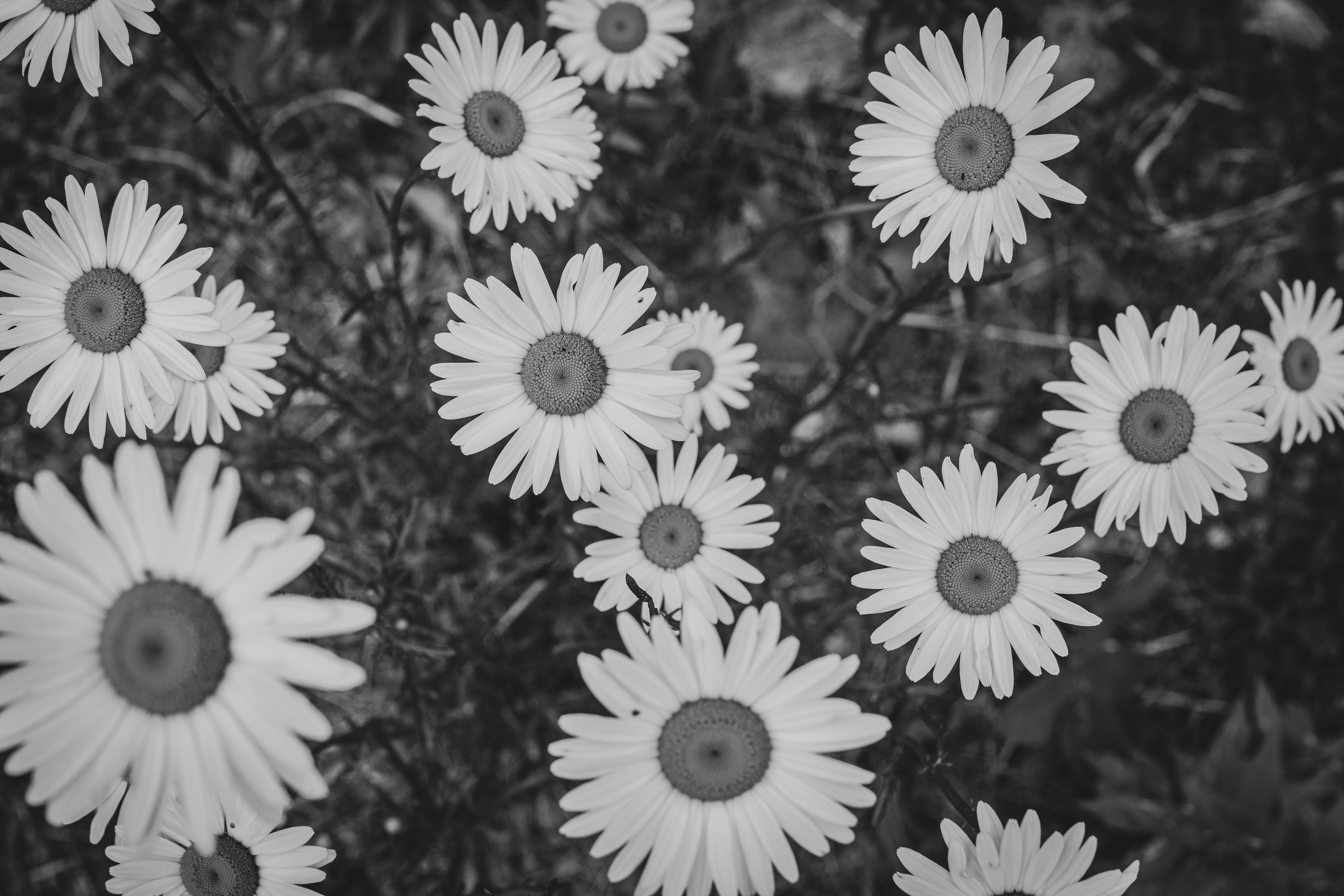 Daisy Dreams