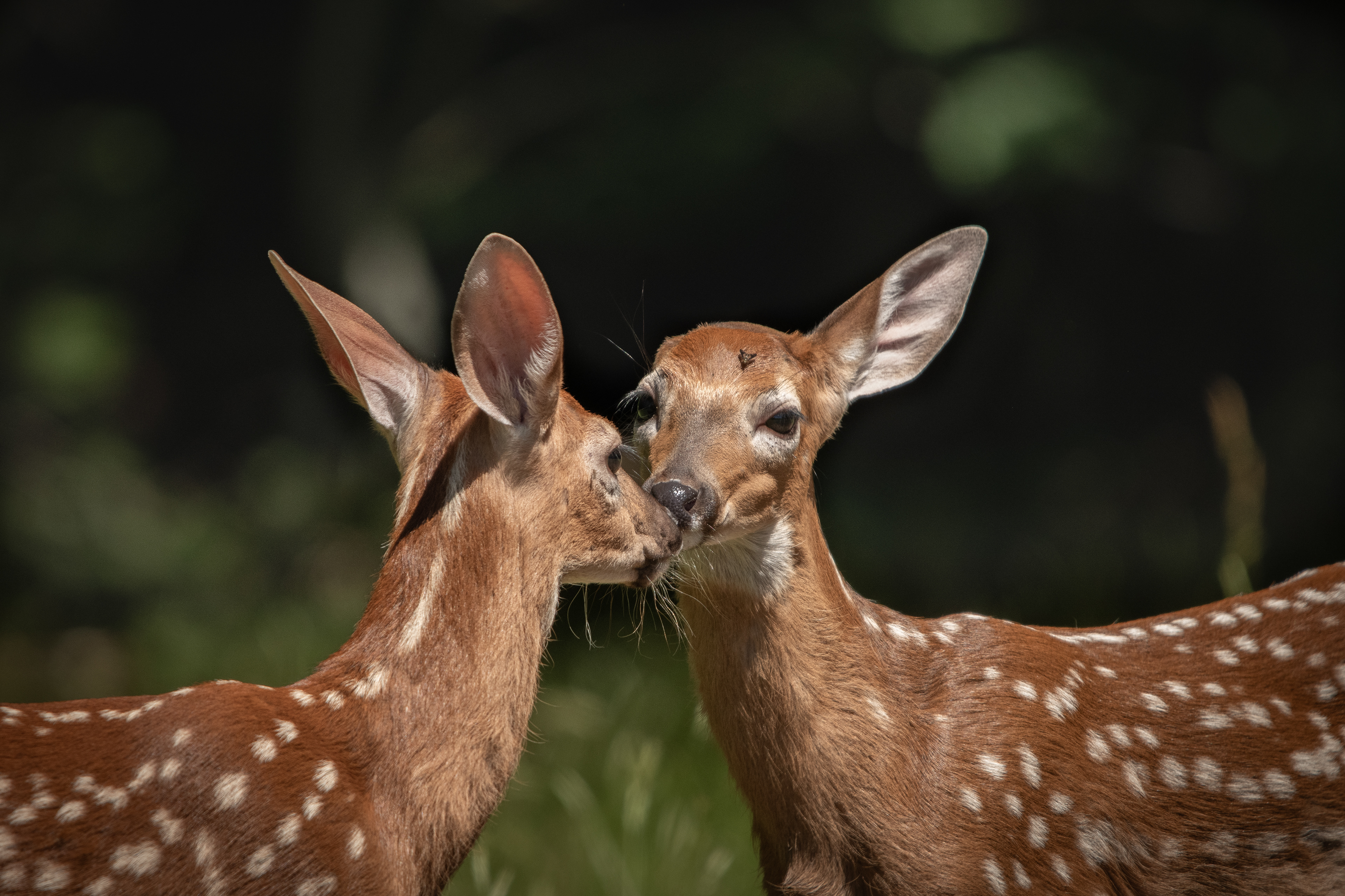 Deerly Beloved