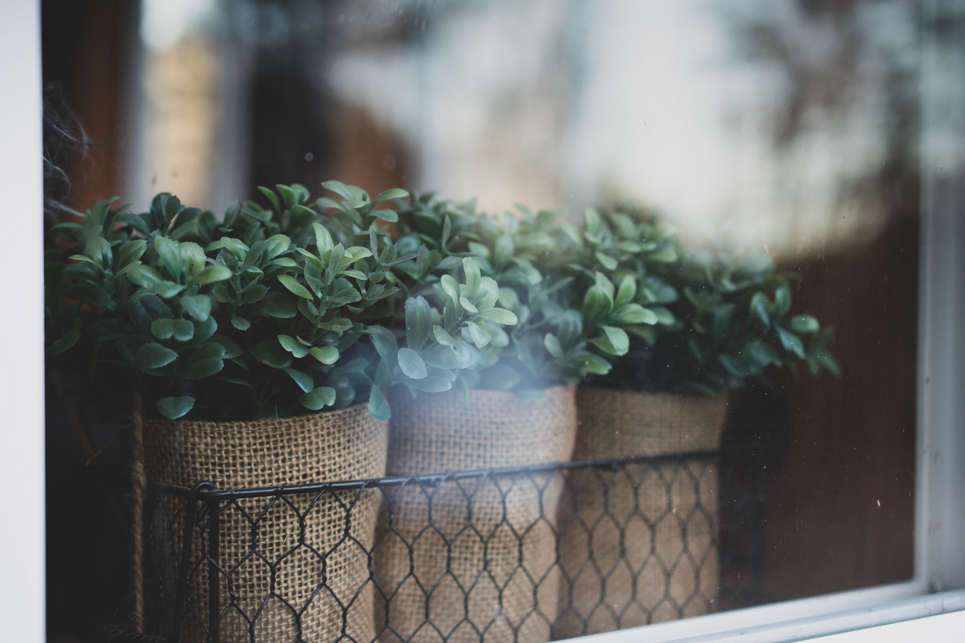 Window Garden