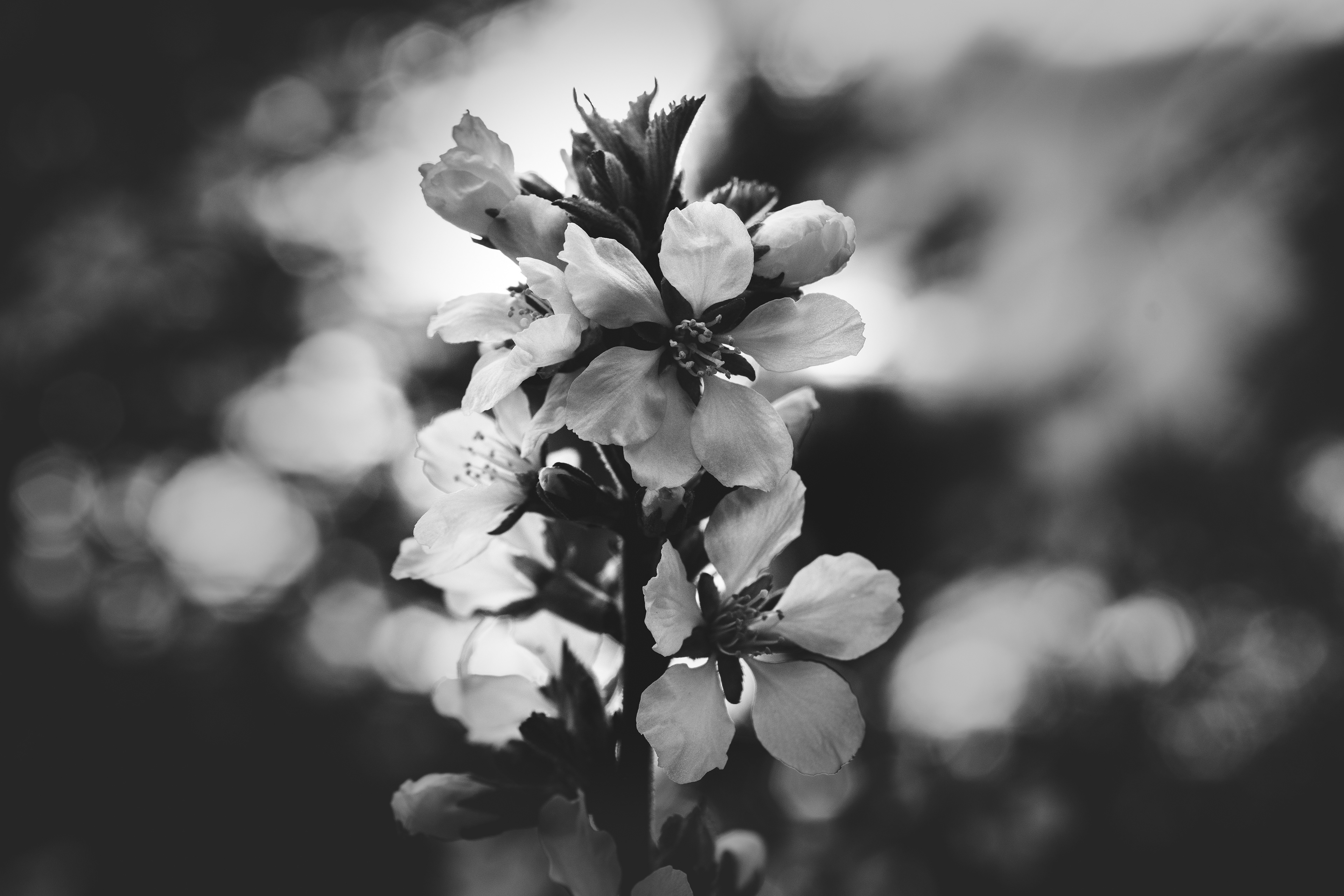 Monochrome Blossoms