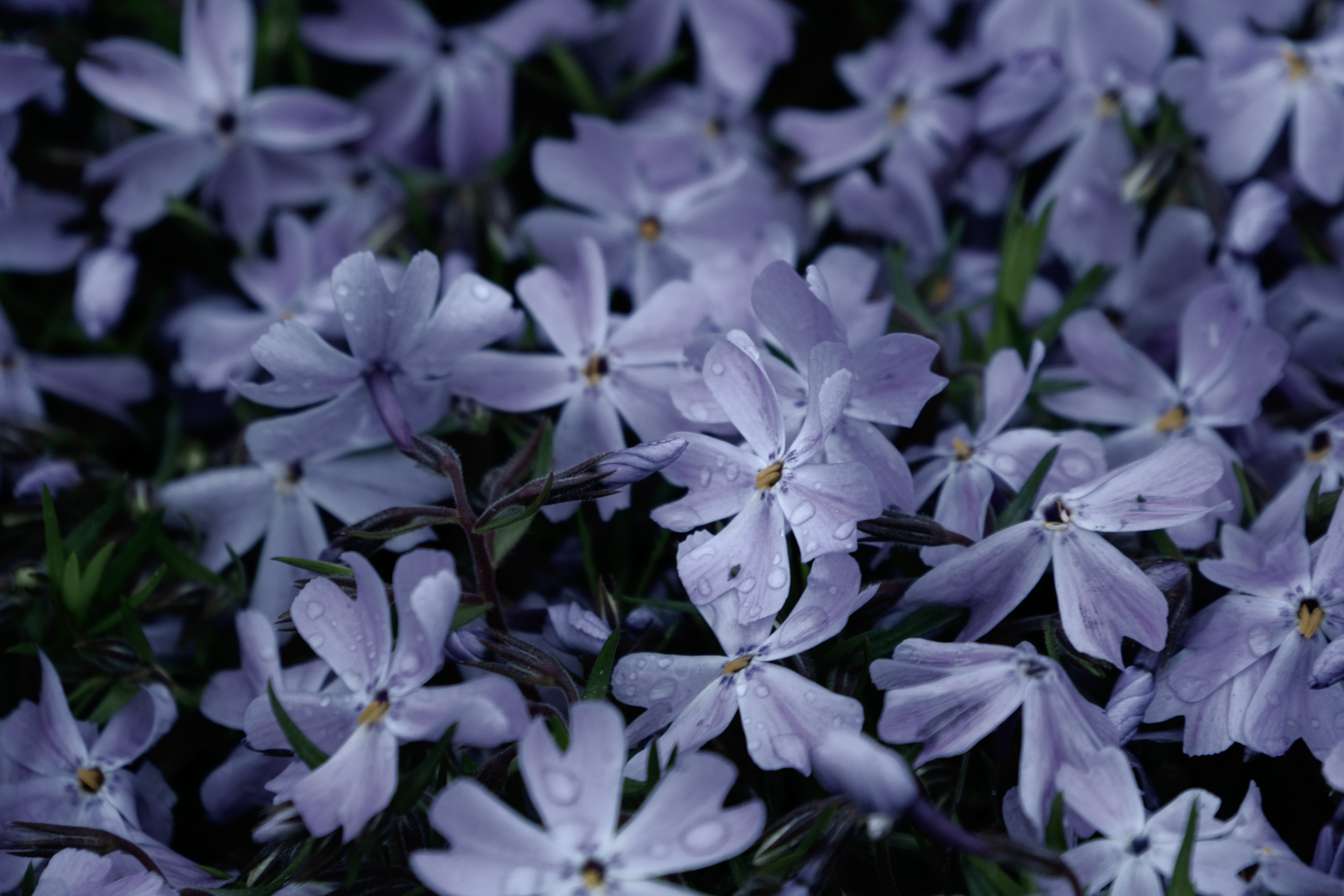 Rainy Blossoms