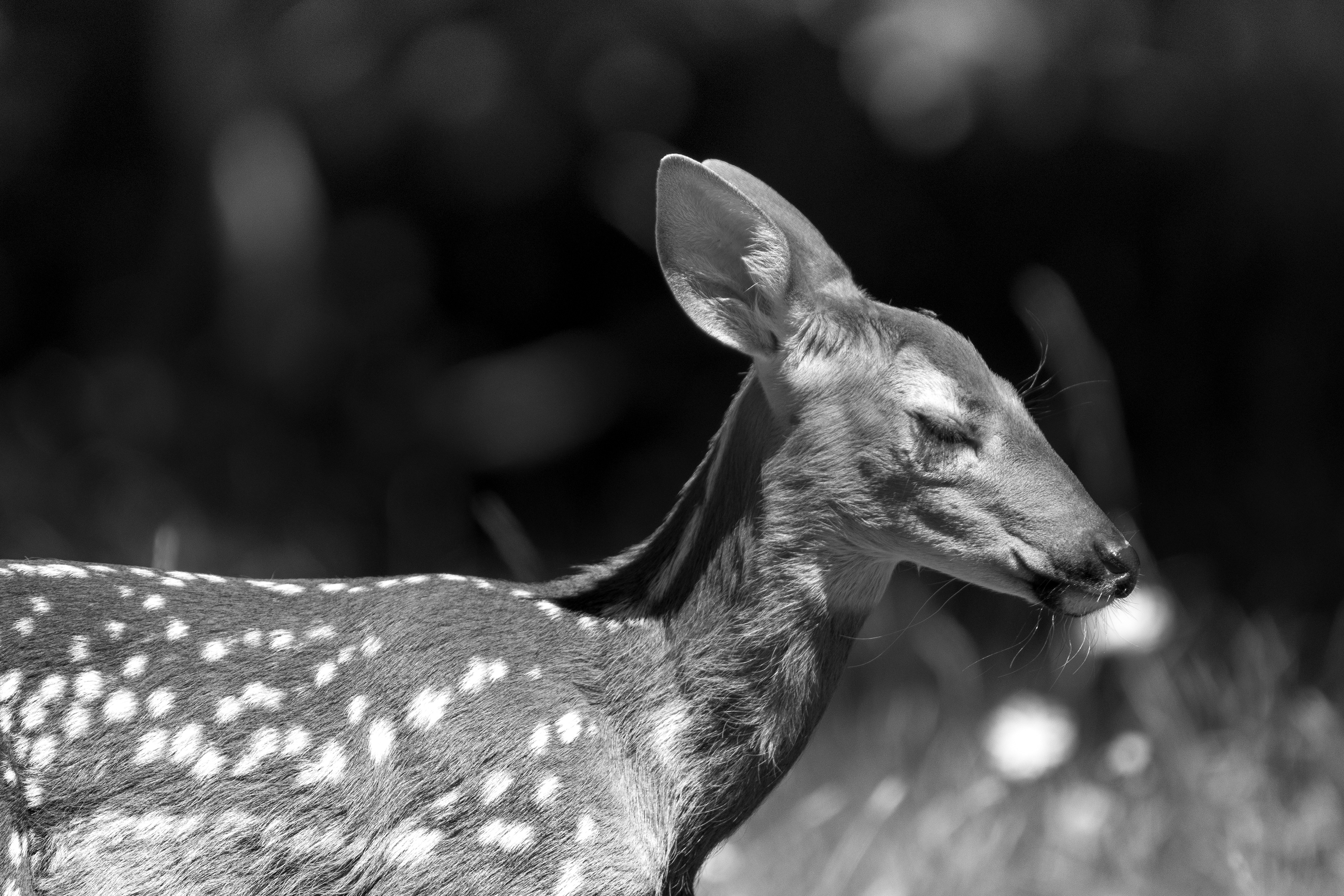 Dreaming in Daylight