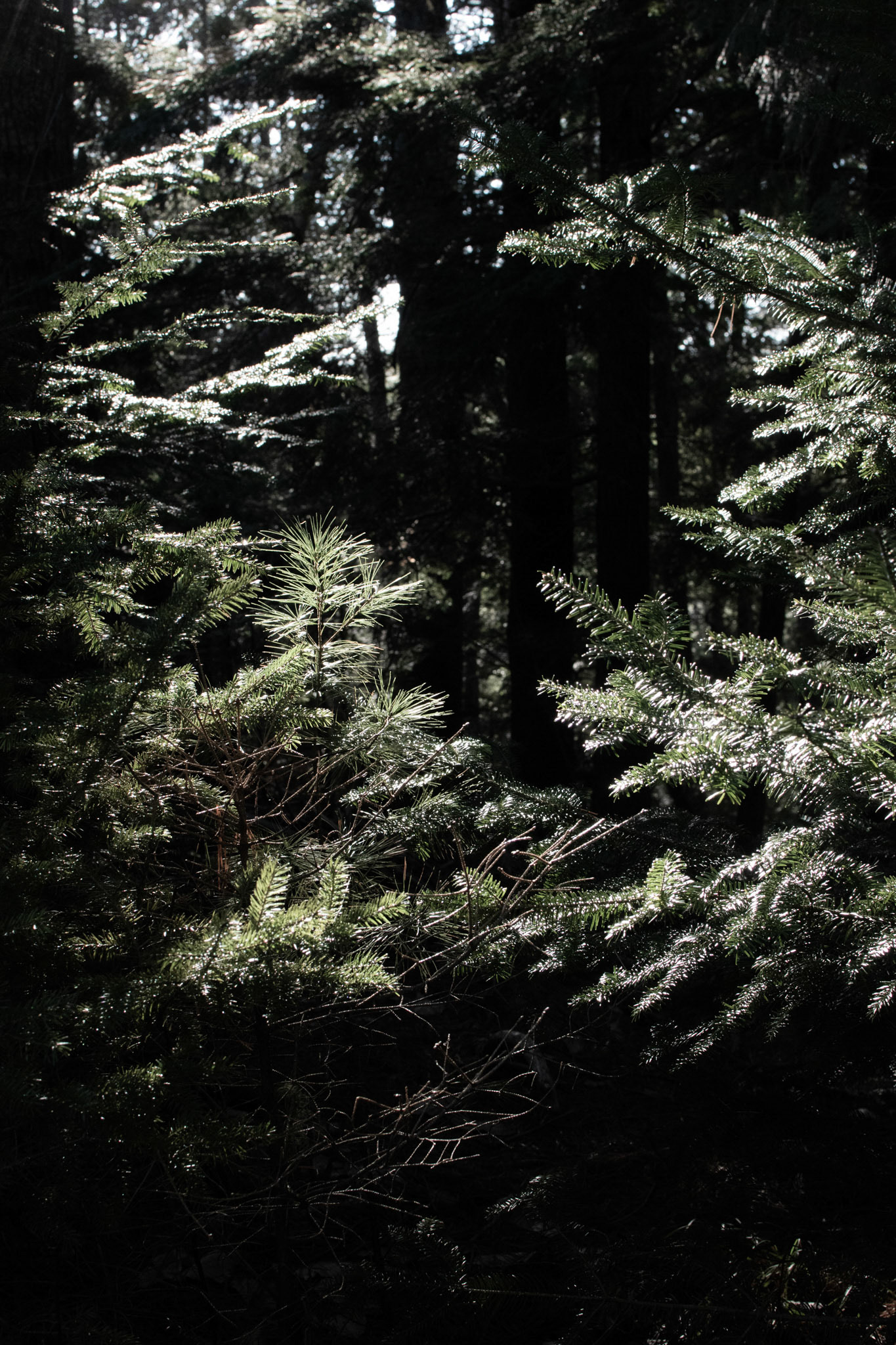 Sunlit Pine