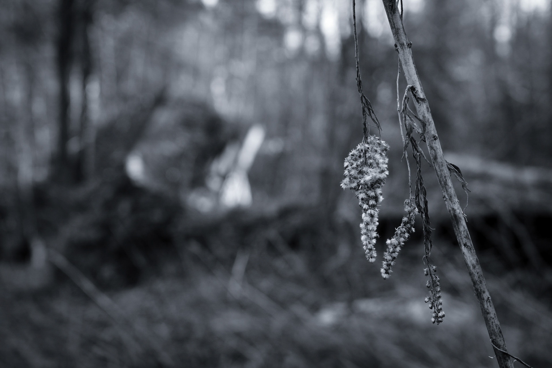 Fragile Renewal
