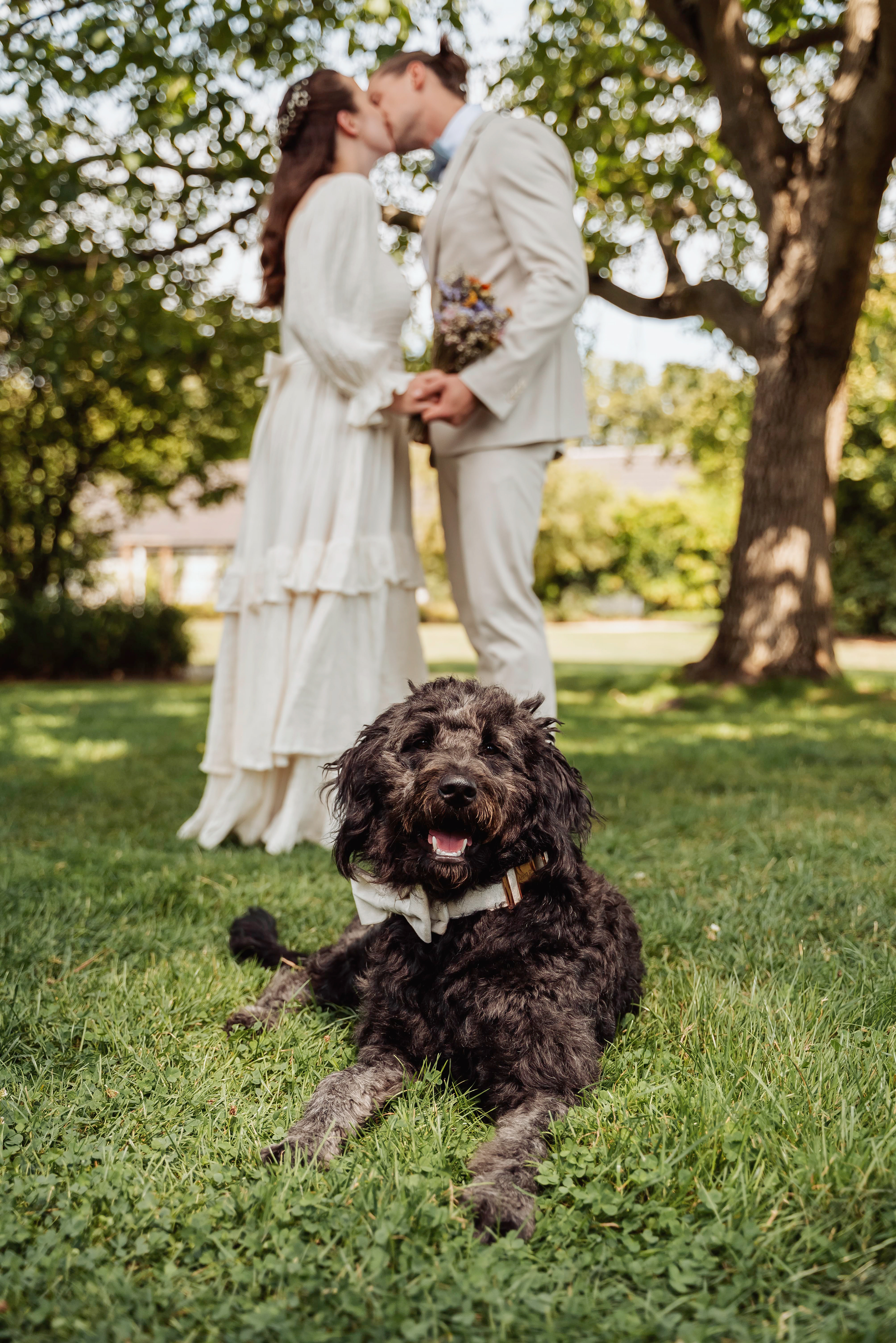 Brautpaar küsst sich und Hund im Vordergrund
