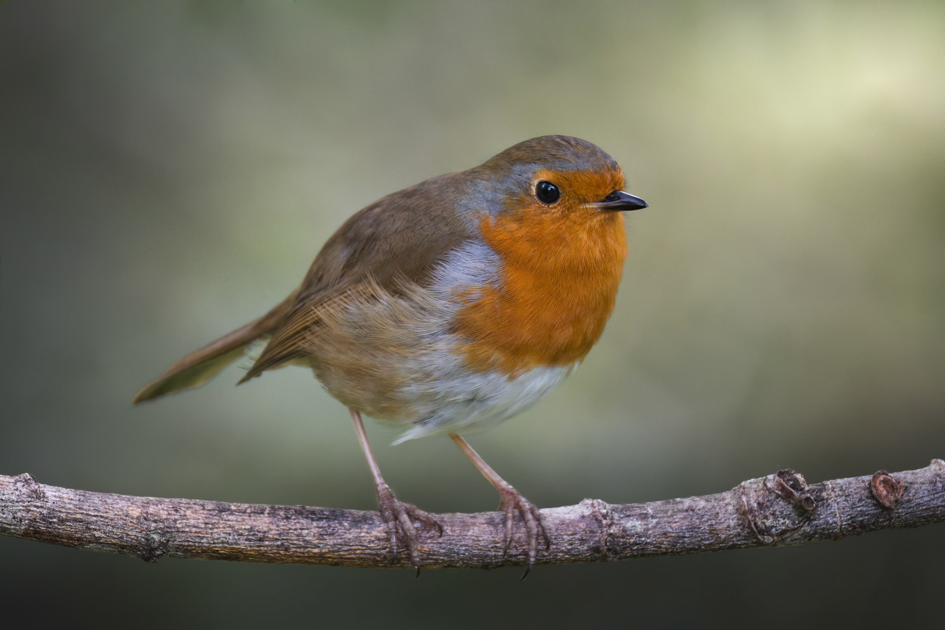 Robin