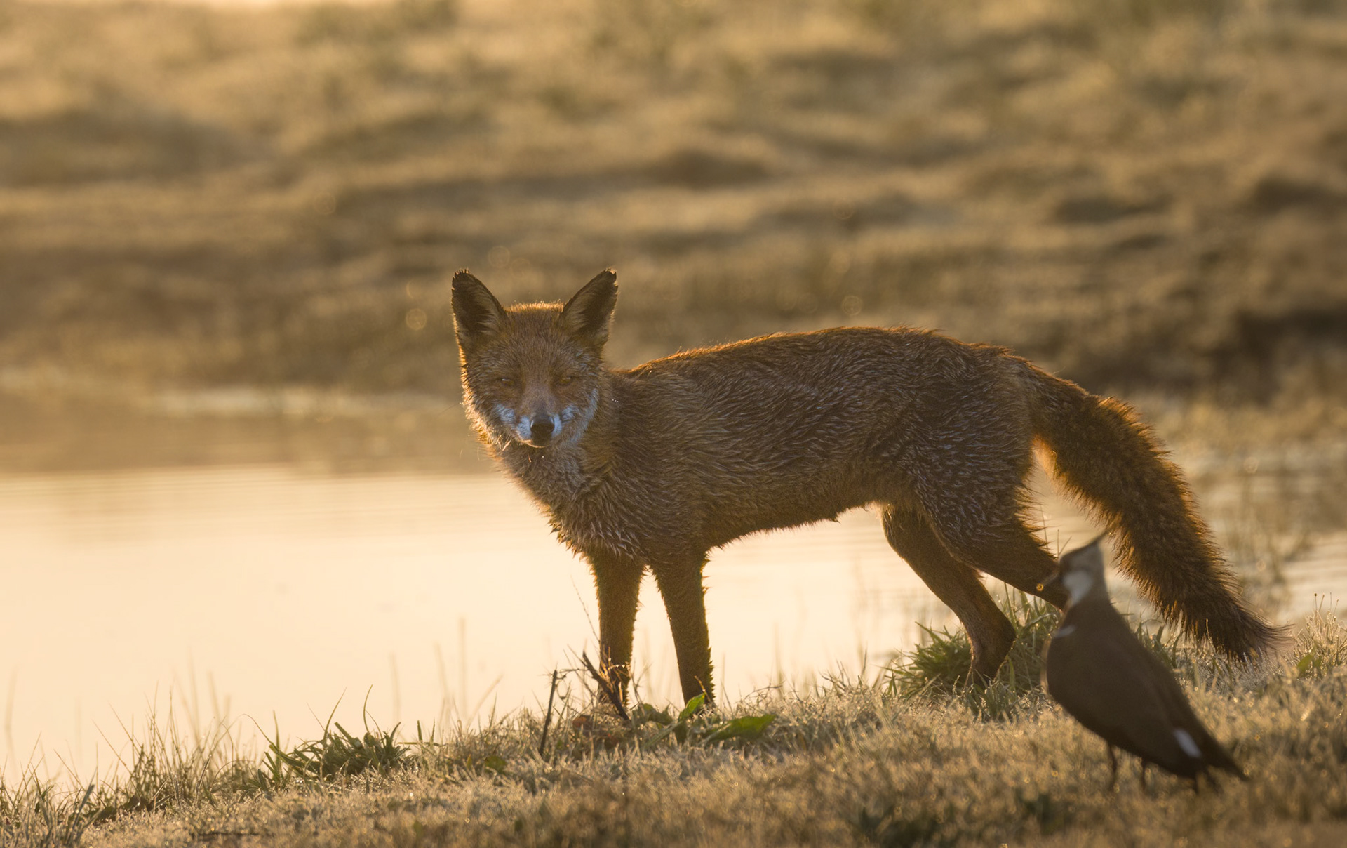 Female Fox at sunrise