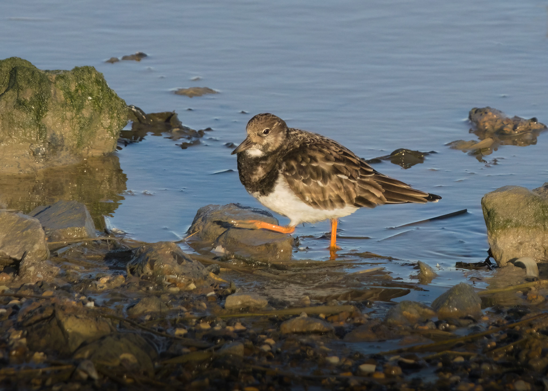 Ruddy Turnstone
