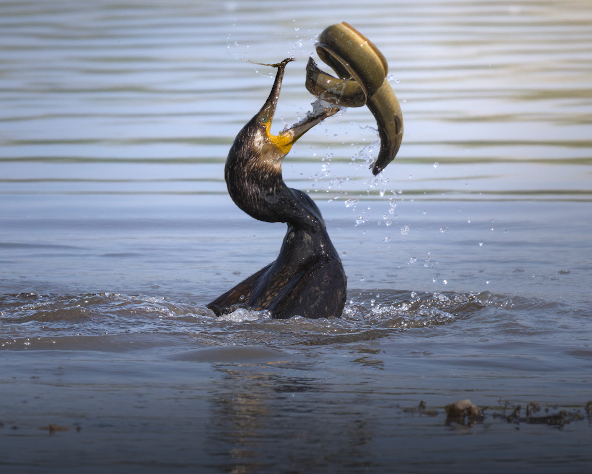 Cormorant