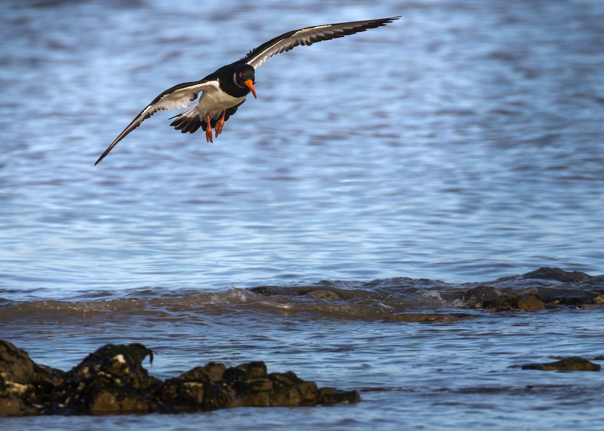 Oyster Catcher