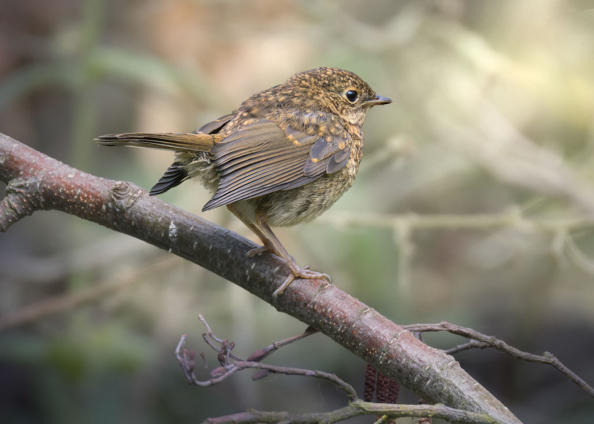 Wren