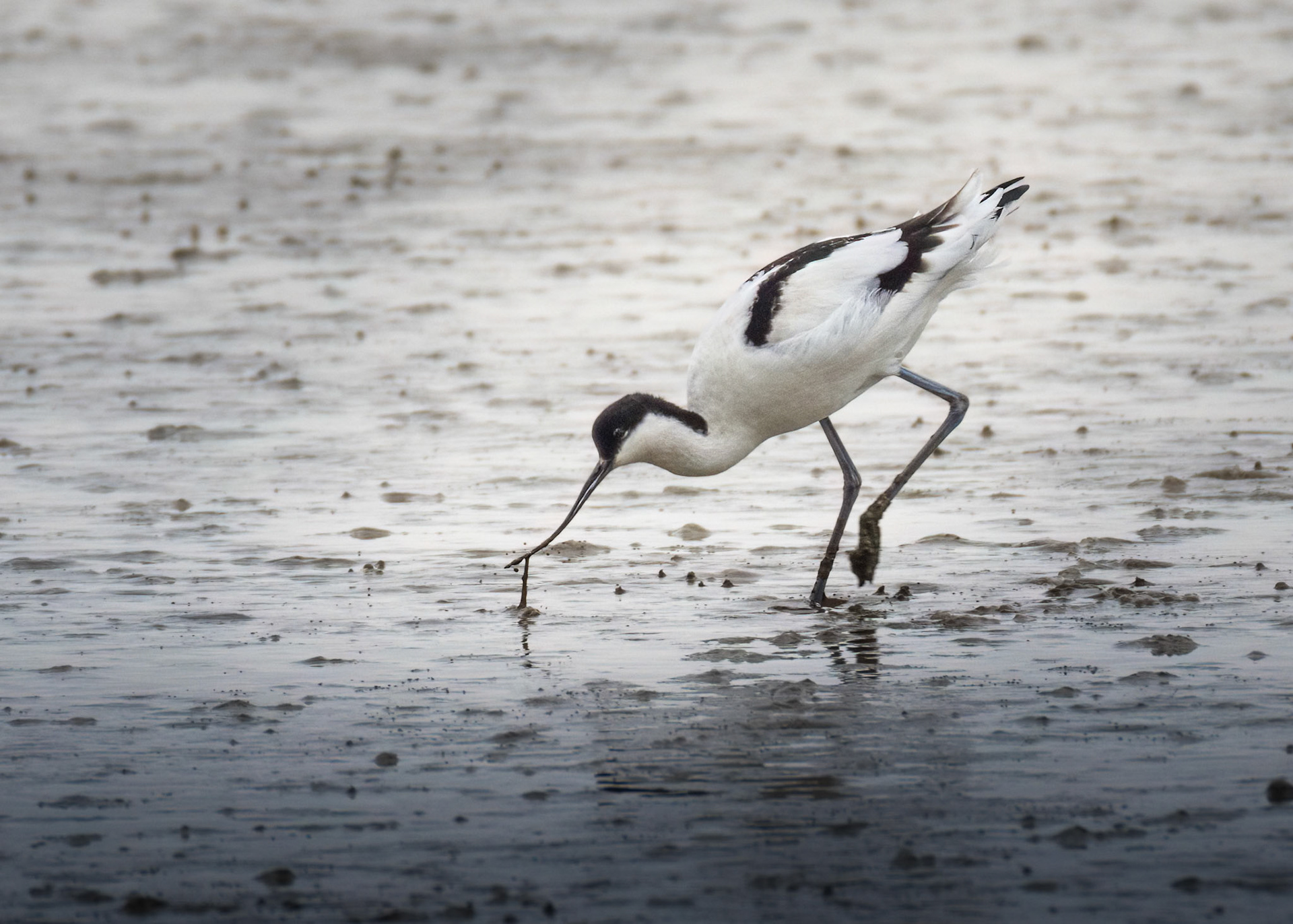 Avocet