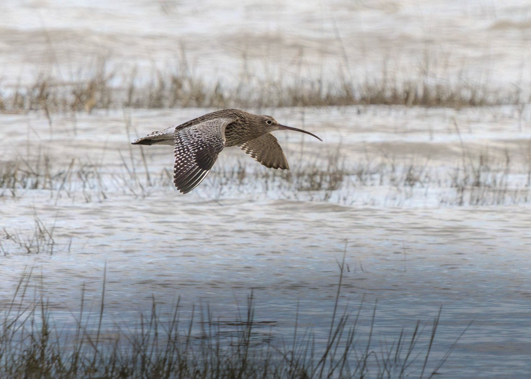 Curlew