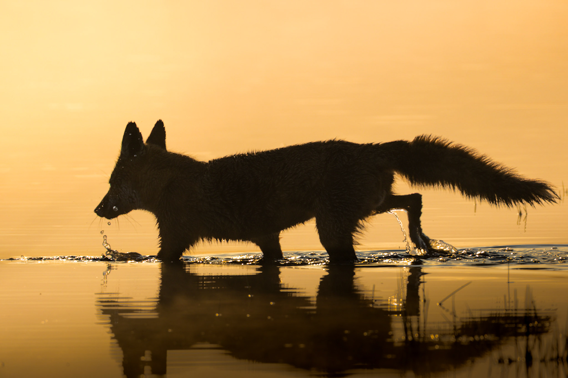 Female Fox at sunrise