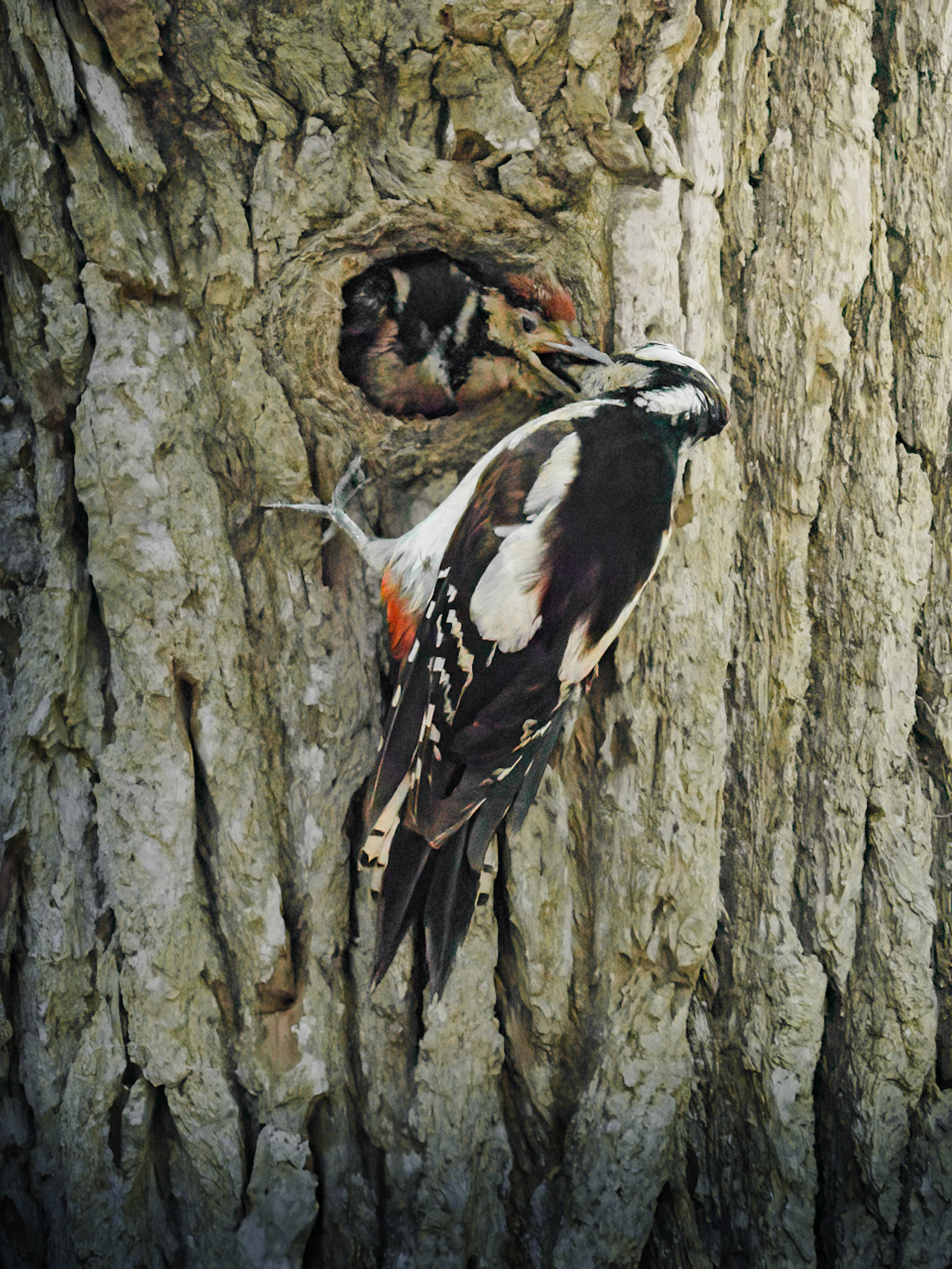 Great-Spotted Woodpecker