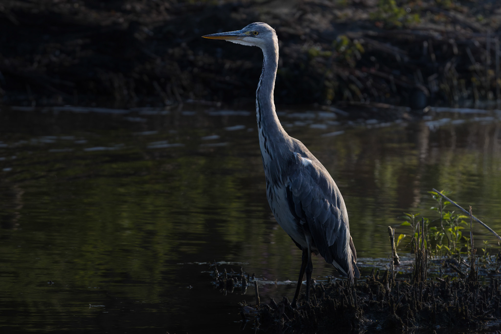 Grey Heron