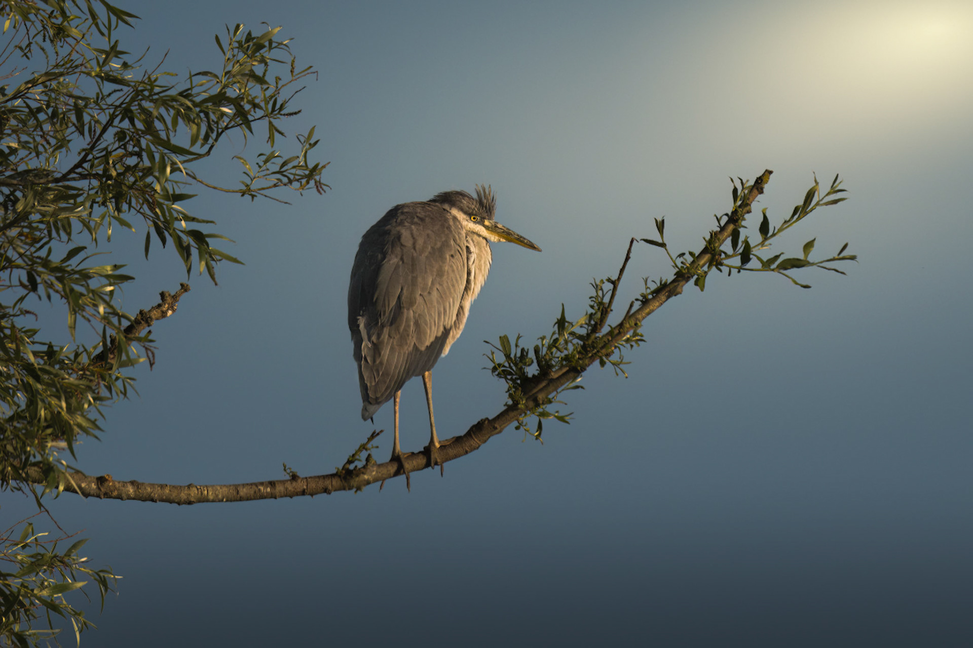 Grey Heron