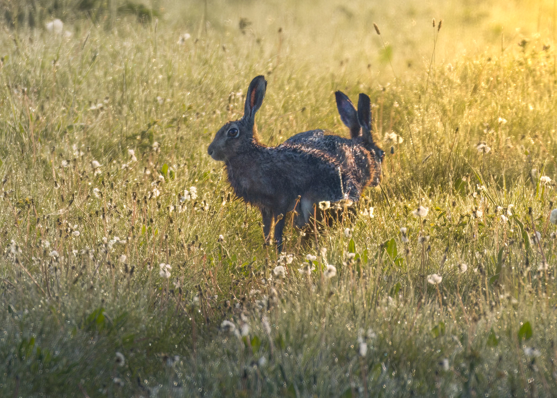 Brown Hare
