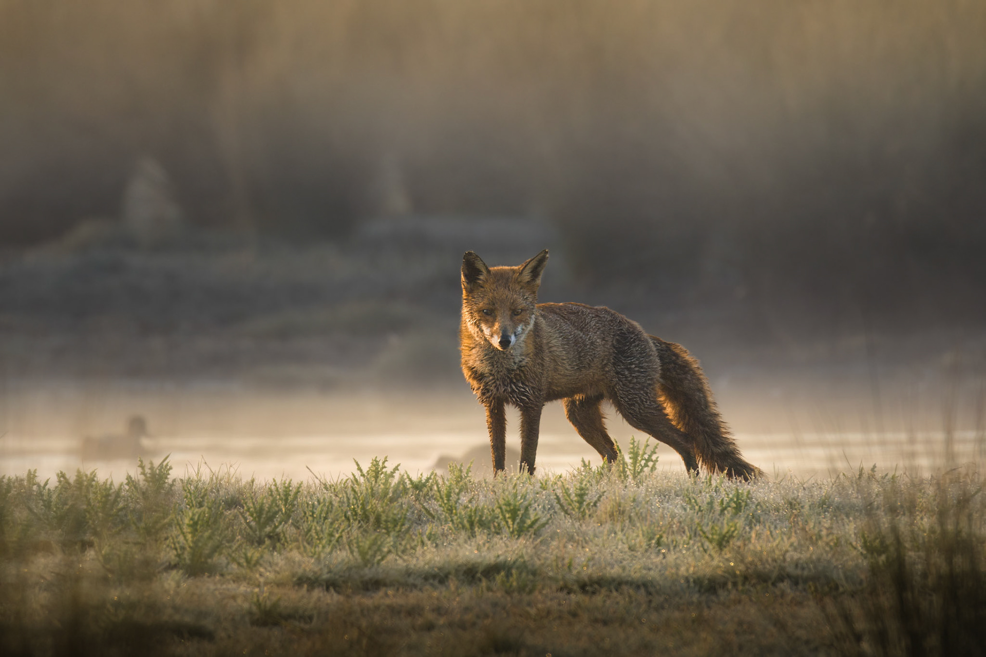 Female Fox at sunrise