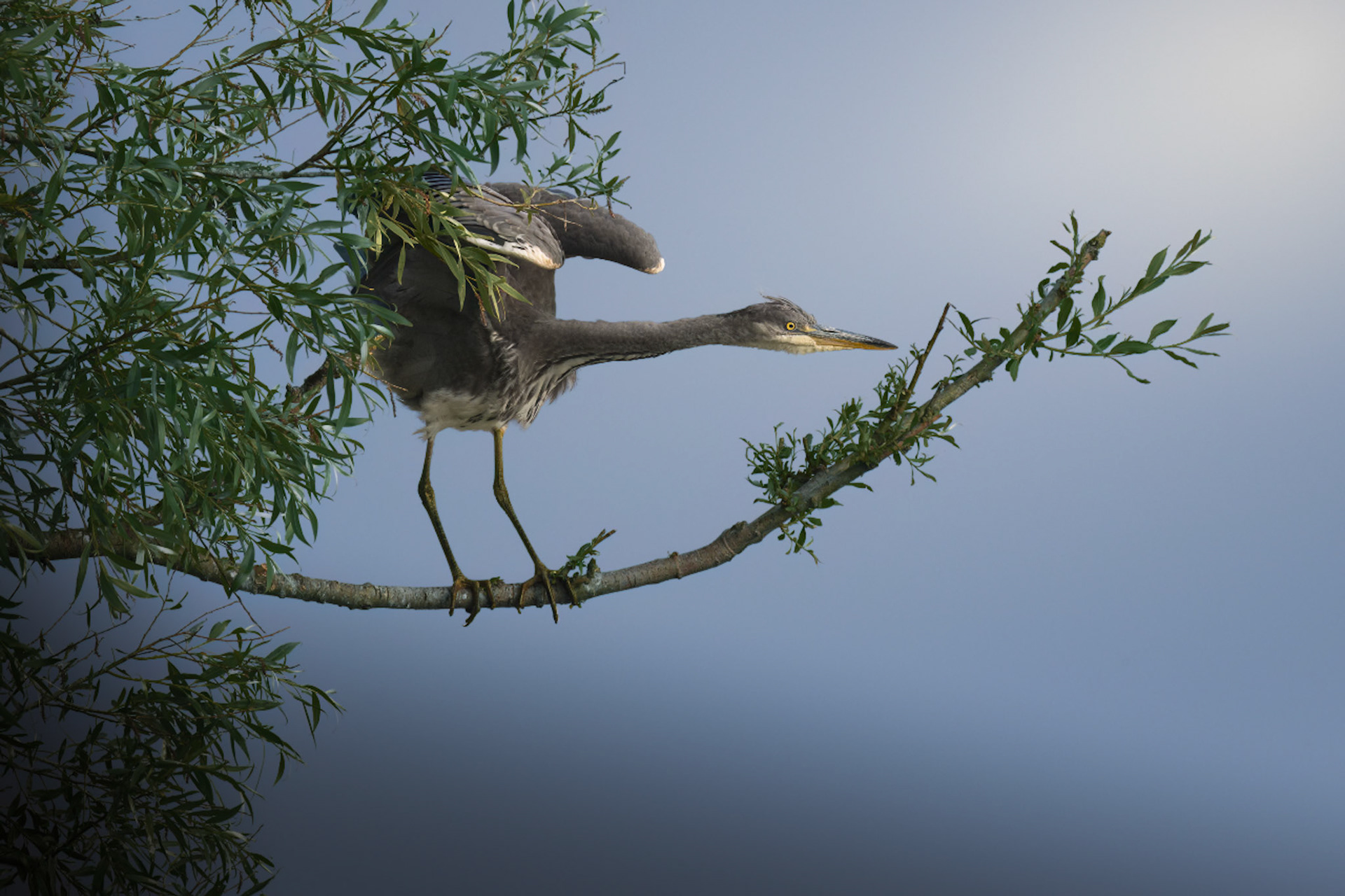 Grey Heron