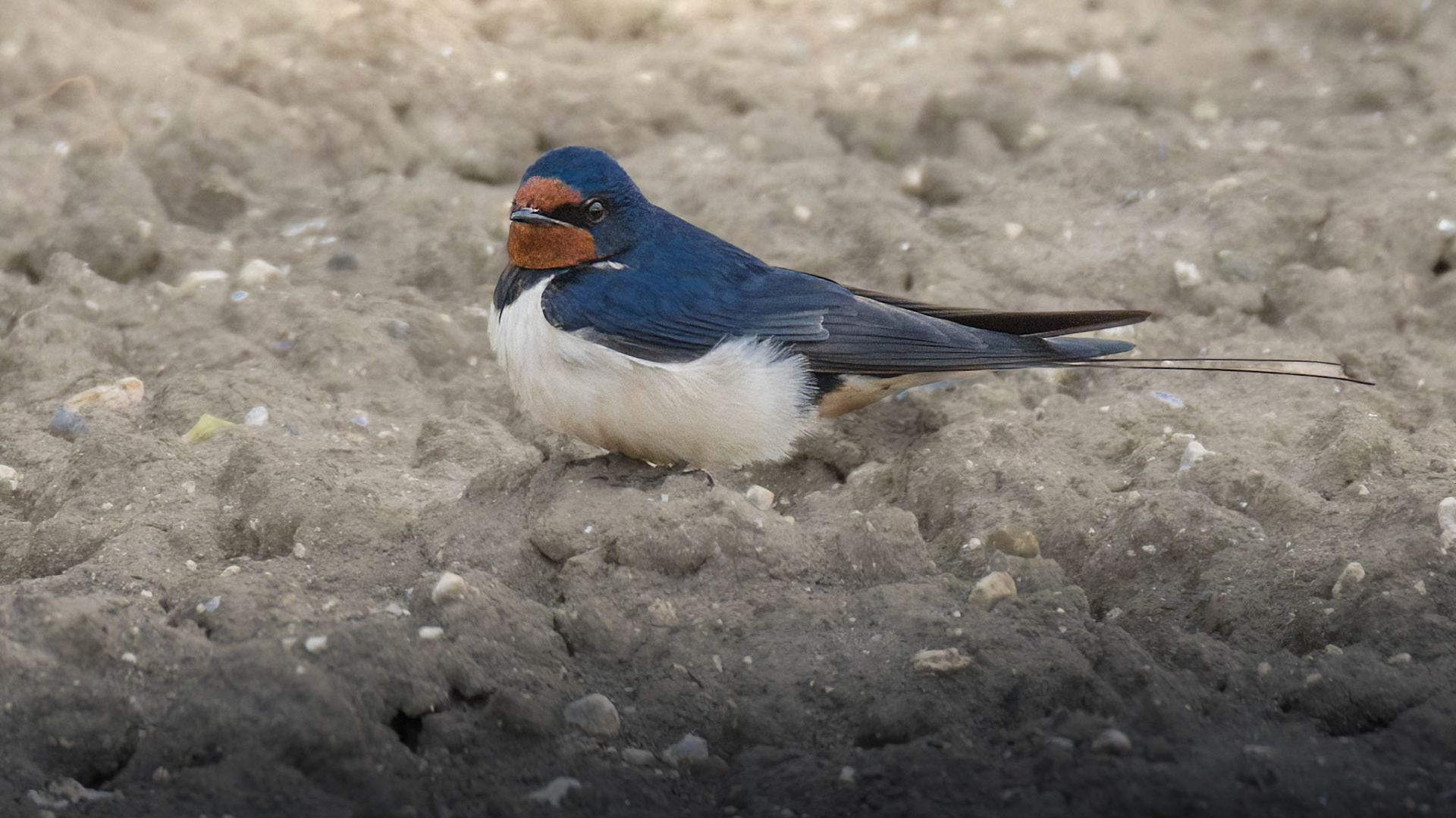 Barn Swallow