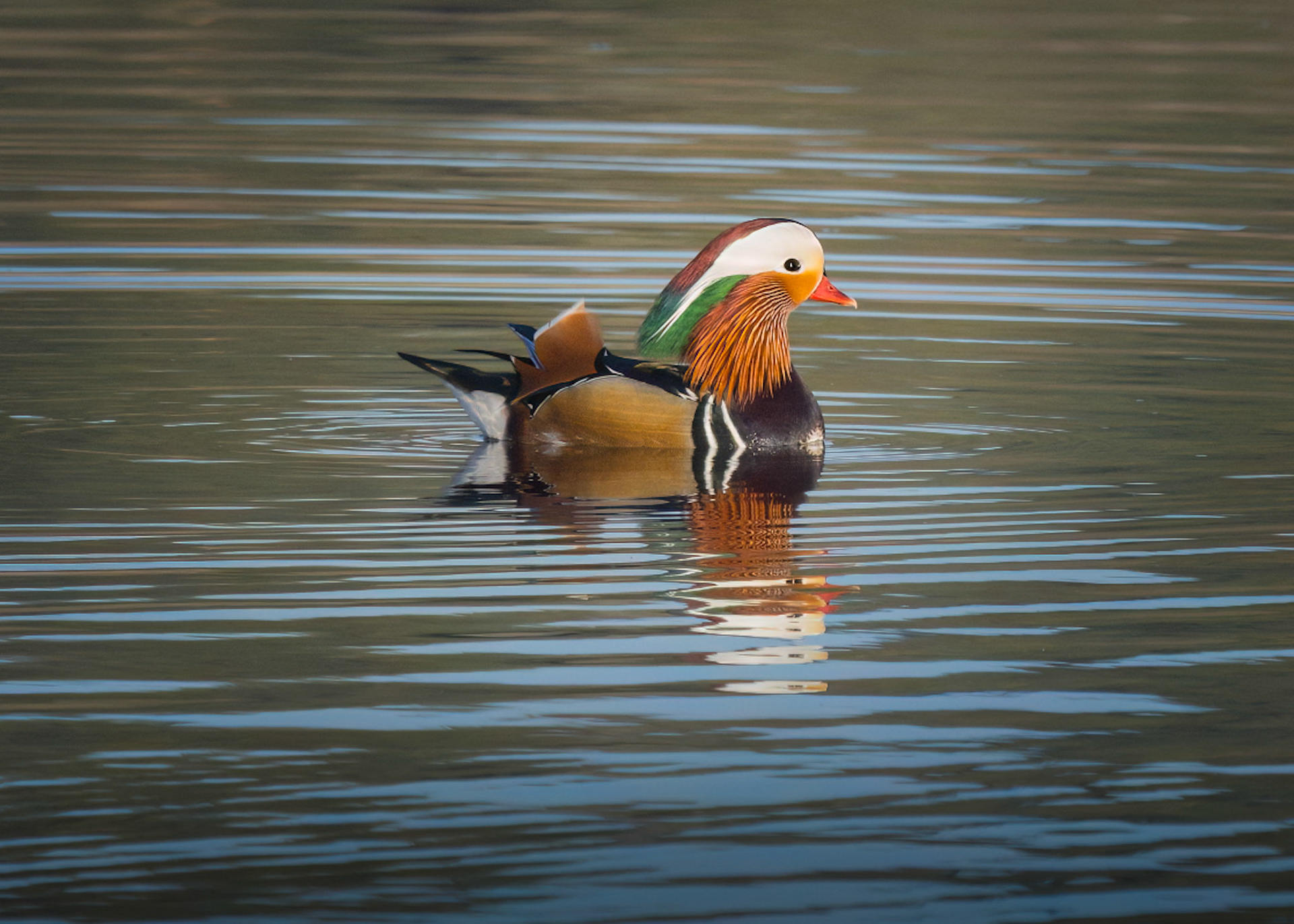 Mandarin Duck