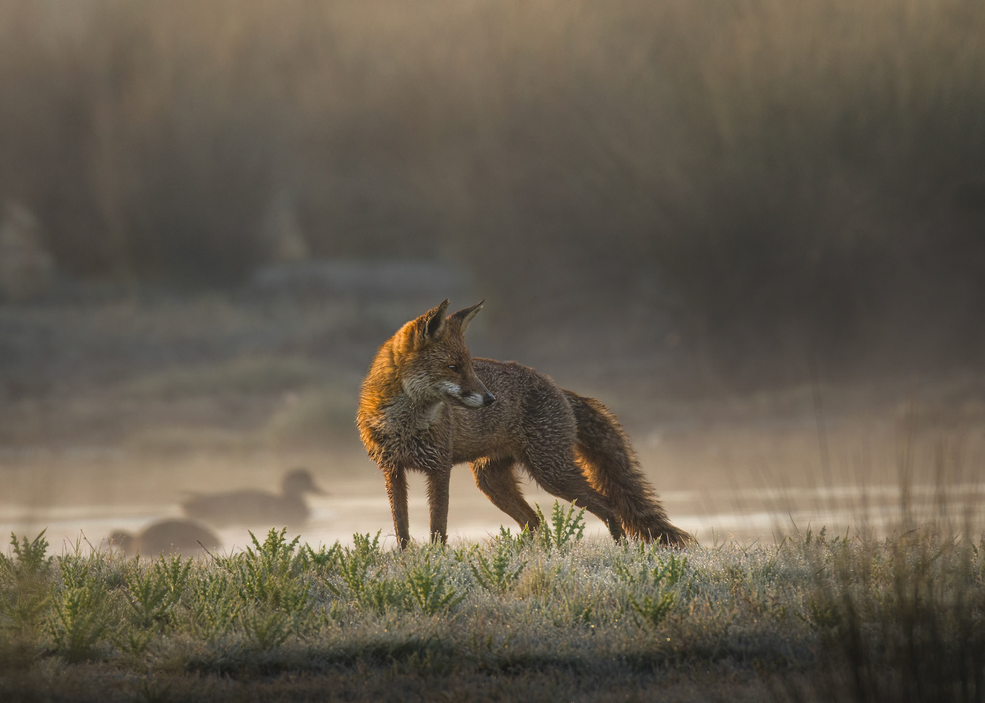 Female Fox at sunrise