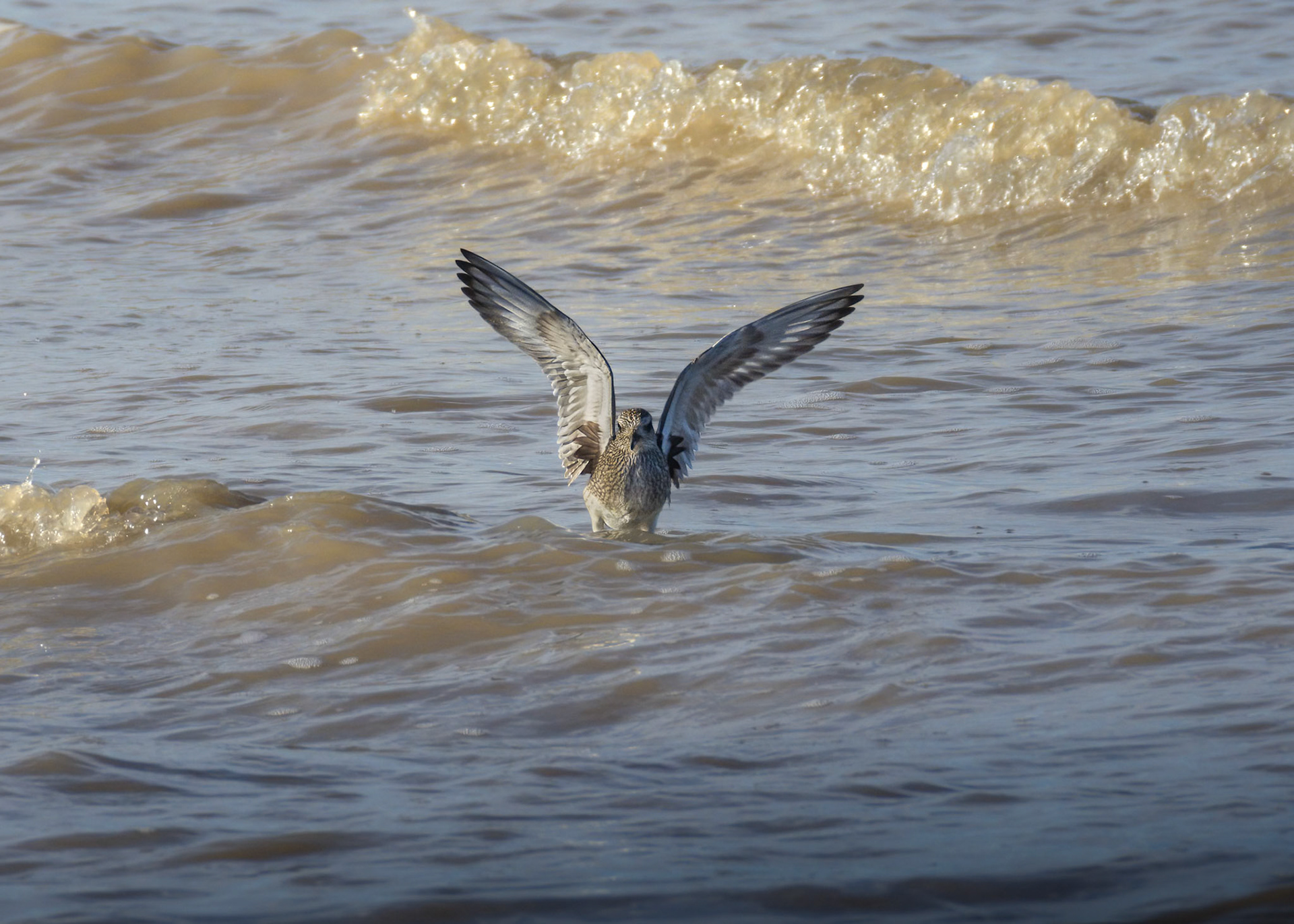 Grey Plover