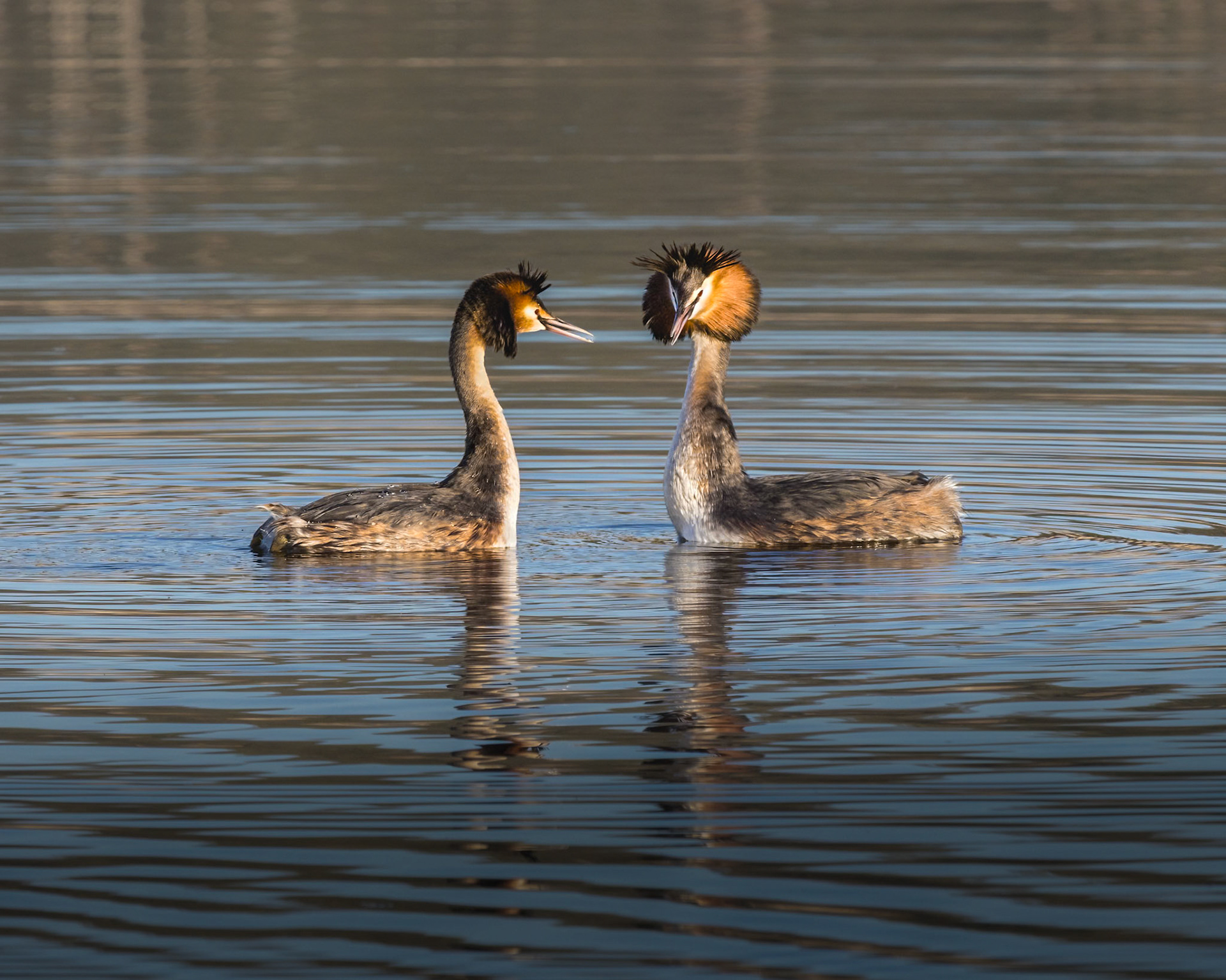 Great-Crested Grebe