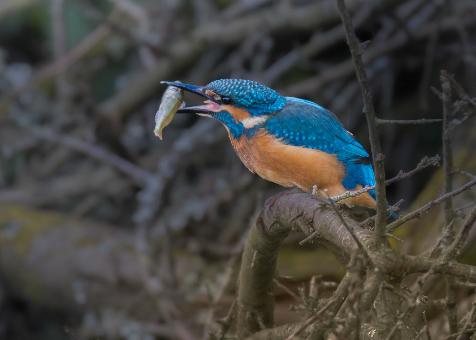 Kingfisher